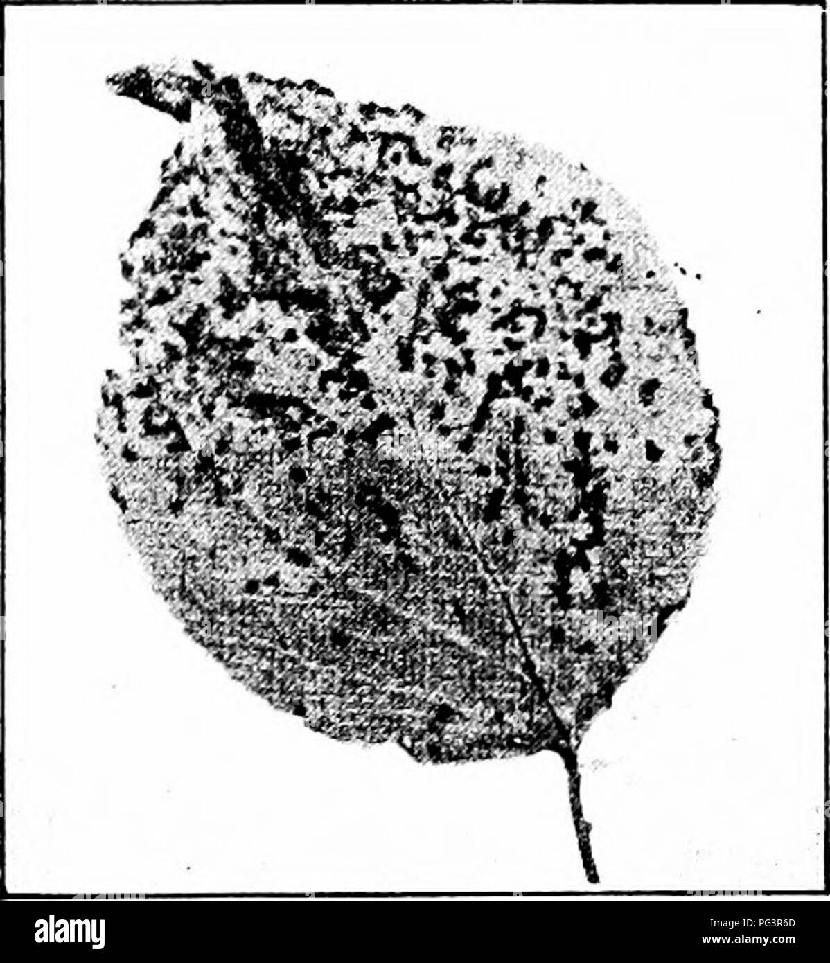 . Manual of fruit diseases . Fruit. 158 MANUAL OF FRUIT DISEASES attempt to distinguish the two die-back diseases. Where VaLsa leucostoma var. ruhesceiis is a factor, its pycnidia show as whitish dots over the surface of the lesion. (See in this connection Frost-Injury under Apple, page 35, and Die-Back under Peach, page 299.) Black-Spot Caused by Bacterium Pruni E. F. Smith As a rule, apricot fruits are less injured by black-spot than those of the other susceptible stone-fruits like the peach and plum. However, certain varieties of apricots are severely affected; the Royal, Sweet Russian, Pea Stock Photo