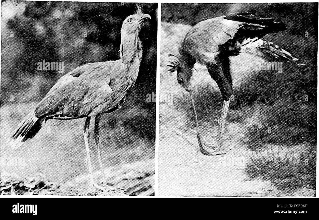 . Popular official guide to the New York Zoological Park. New York