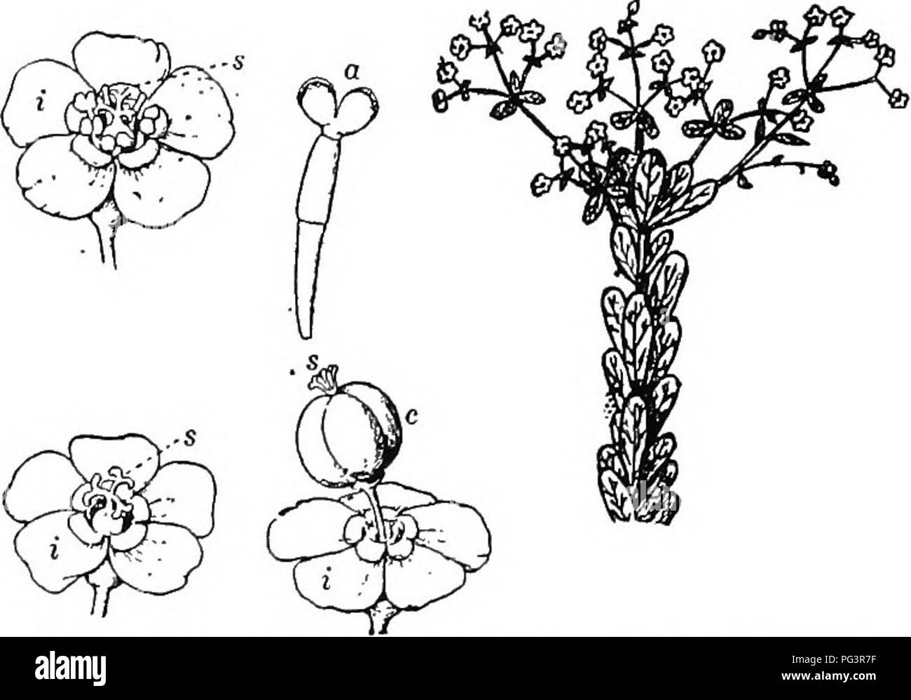 . Botany for agricultural students . Botany. 486 ANGIOSPERMS Spurge Family (Euphorbiaceae).—The Spurge family con- tains many species, many of which are tropical. The flowers are commonly small, hypogynous, and unisexual. The perianth is usually simple and sometimes absent. The stamens range from one to many, and the pistil is composed of three united carpels {Fig. 433). The plants usually contain a milky juice, which in many species is poisonous. A few of them are common weeds, usually growing prostrate in gardens and truck patches.. Fig. 433. — Flowers and fruit of the Flowering Spurge (Euph Stock Photo