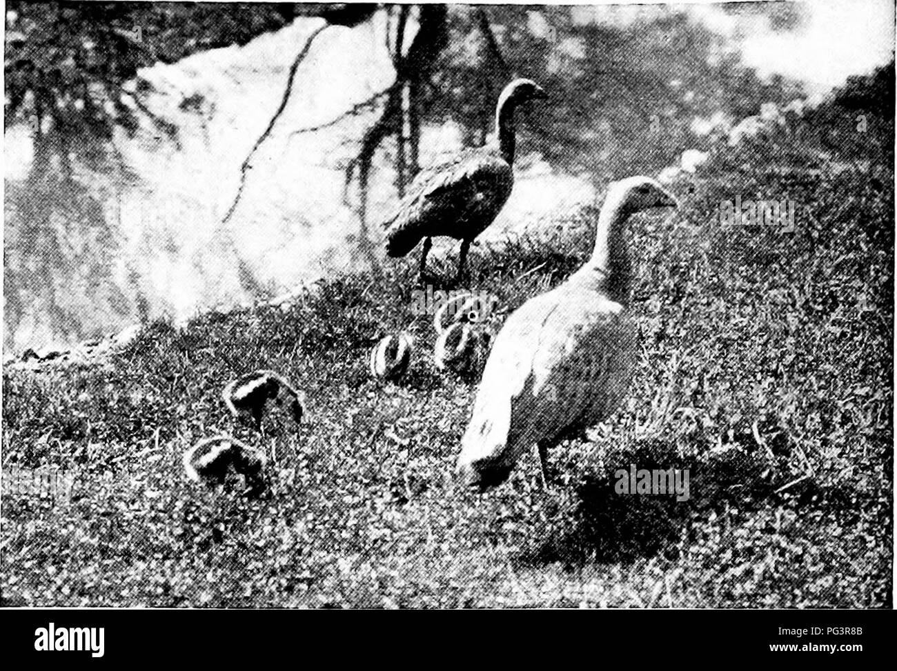 . Popular official guide to the New York Zoological Park. New York Zoological Park. 136 POPULAR OFFICIAL GUIDE.. CEREOPSIS GEESE. able size, two hickories and an oak; and it contains a pool of water a hundred feet long, and shrubbery in abundance. The idea of a very large cage for herons and egrets, is not new, for there are in existence several other flying cages, somewhat smaller than this. The first was erected in the Rotterdam Zoological Garden by its Director, the late Dr. A. Von Bemmelin, whose experiment proved very successful. Others are at London and in Paris Jardin d'Acclimata- tion. Stock Photo