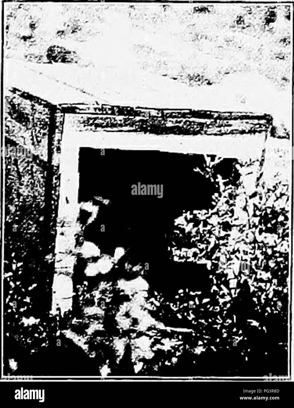 . Principles and practice of poultry culture . Poultry. Fig. 278. Turkey's nest with tent-shaped roof as protection. Fig. 279. Box with one end cut out, covering nest of goose in pasture fronts of all the nests and, going into the alley, can clean the nests, or give other at- tention, without interfering with the hens or being annoyed by them. Whatever arrangement or system of han- dling sitting hens is used, they should be re- leased to eat and drink at about the same time each day, and at that time nests and eggs soiled by broken eggs or by dung should be cleaned, for there is nothing more d Stock Photo