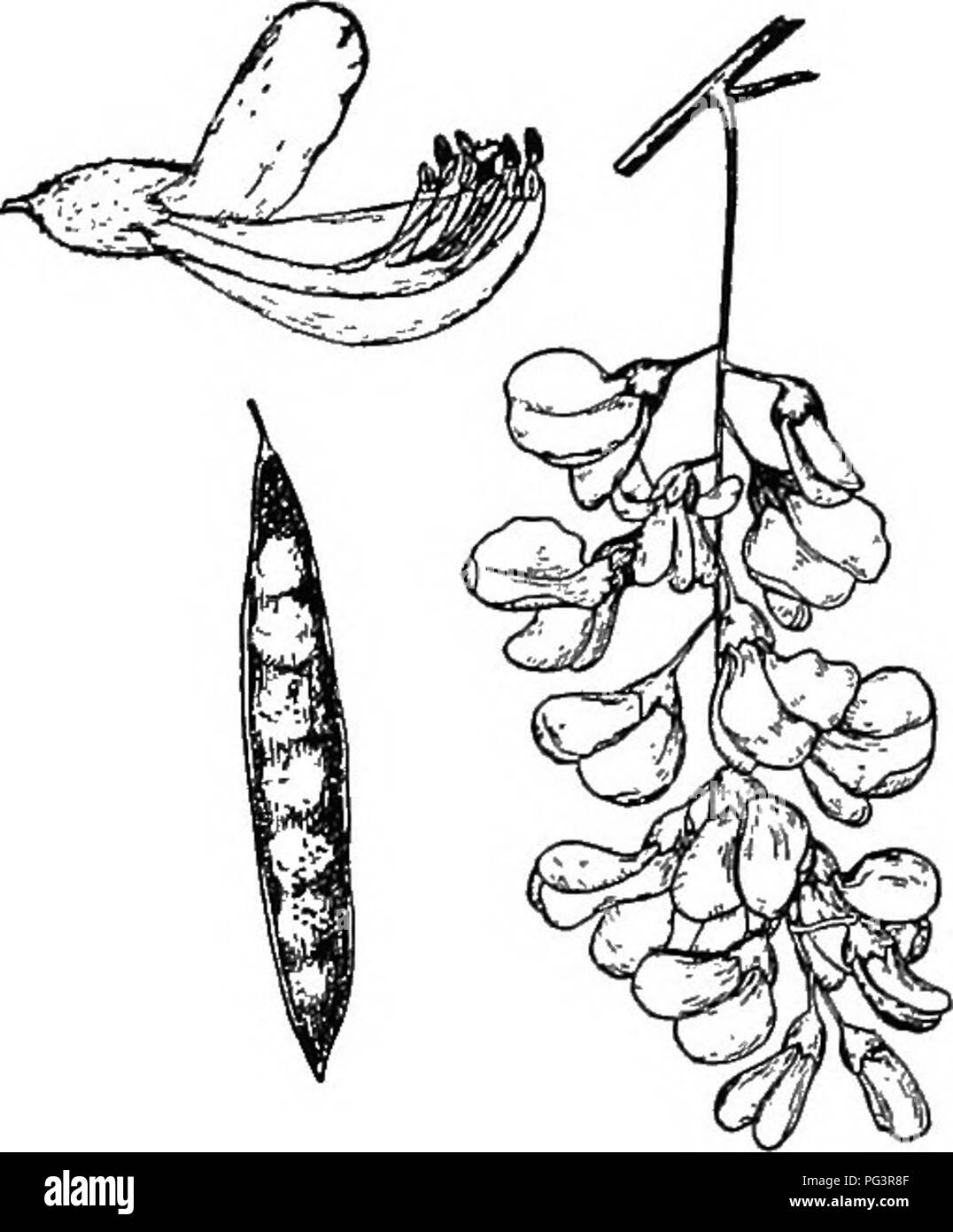 . Botany for agricultural students . Botany. PEA FAMILY 485 unite (Fig. 432). In the uniting of some of the petals, the plants of the Pea family suggest those of the Sympetalae which is considered the most advanced group of Dicotyledons. Also irregularity in the shape or size of sepals or petals is considered an advanced feature. The pistil consists of one carpel and be- comes the one-celled fruit called legume, which is characteristic of the family. The Beans, Peas, Peanuts, Soy Beans, Cow-peas, Clovers, Alfalfas, and Vetches make this family a noted one. The value of Beans, Peanuts, and Peas Stock Photo
