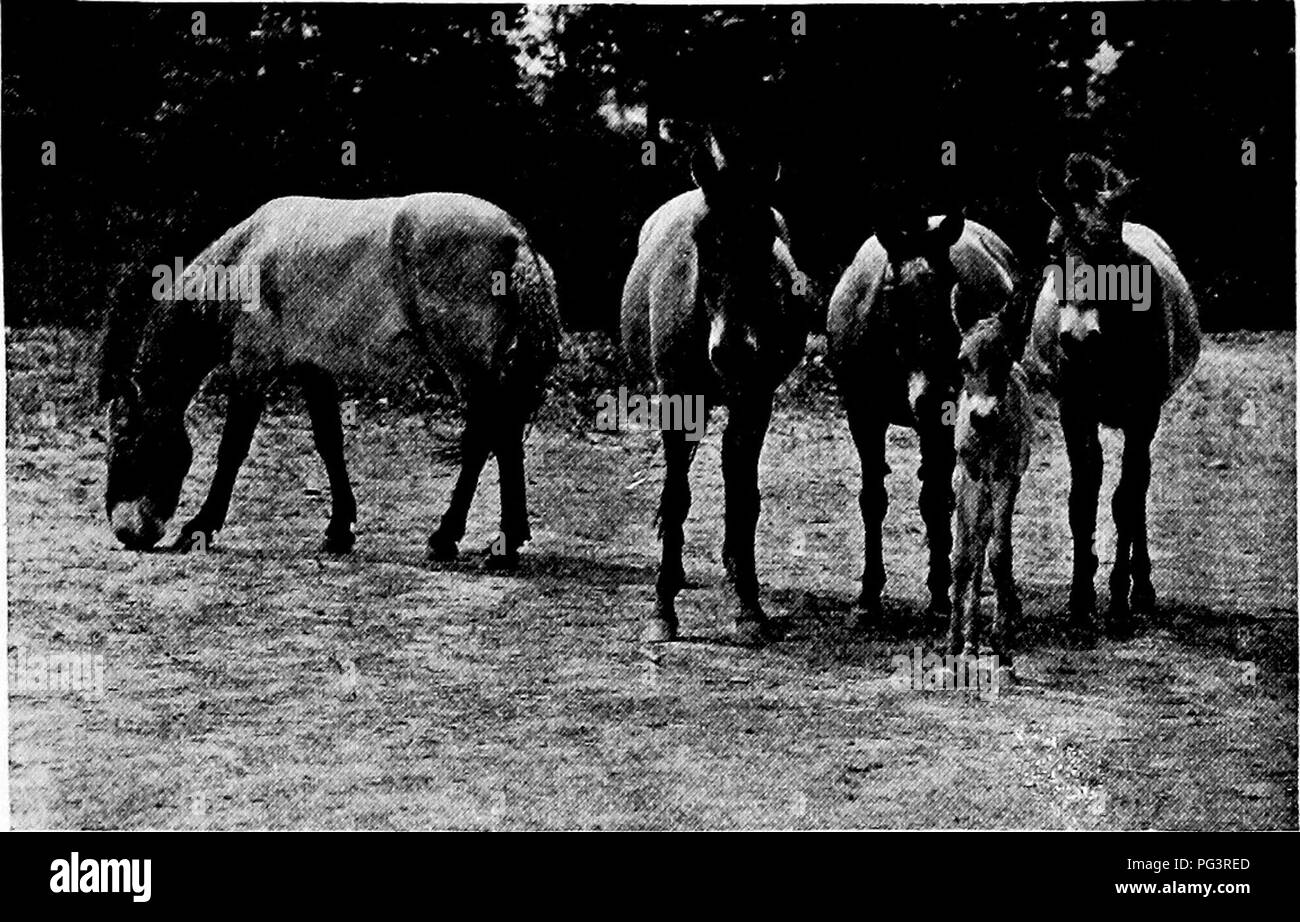 . Popular official guide to the New York Zoological Park. New York Zoological Park. NEW YORK ZOOLOGICAL PARK. 65. PRJBVALSKT HORSES. Grevy Zebra, (Equns grcvyi).—This picturesque species was discovered in Abyssinia, when Jules Grevy was presi- dent of France, and it was named in his honor. It is of large size, covered with very narrow stripes all over its body, head and limbs, and its huge ears are of remarkable form. This species is limited to southern Abyssinia and British East Africa southward to the Tana River. Grant Zebra, (Equus burchelli granti).—Of all the zebras now seen in captivity, Stock Photo