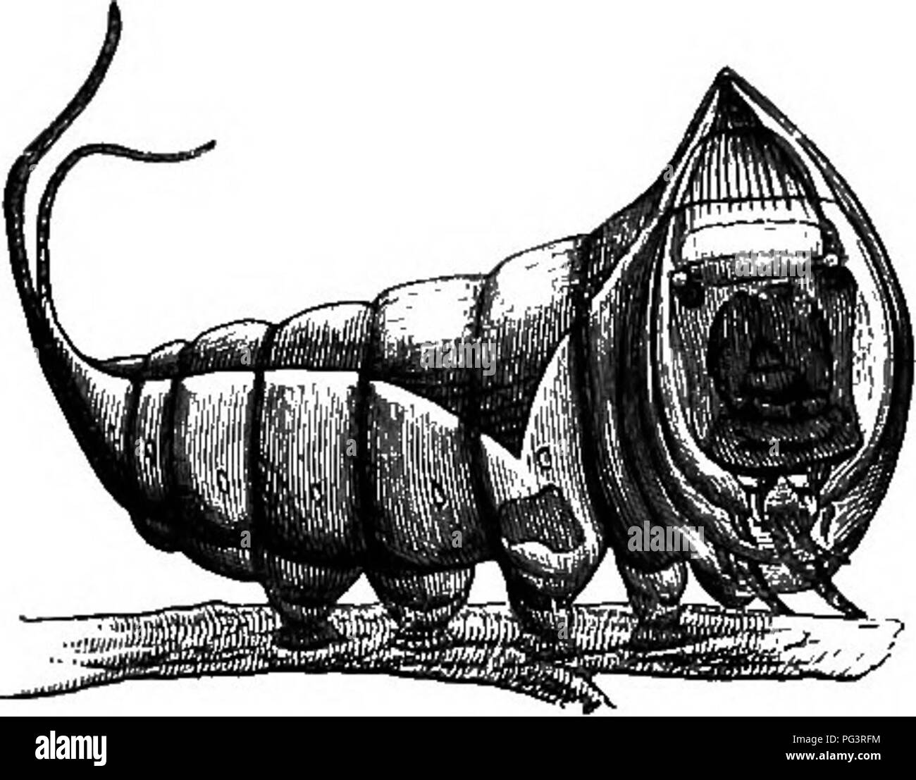 Evolutionary dynamics Black and White Stock Photos & Images - Alamy