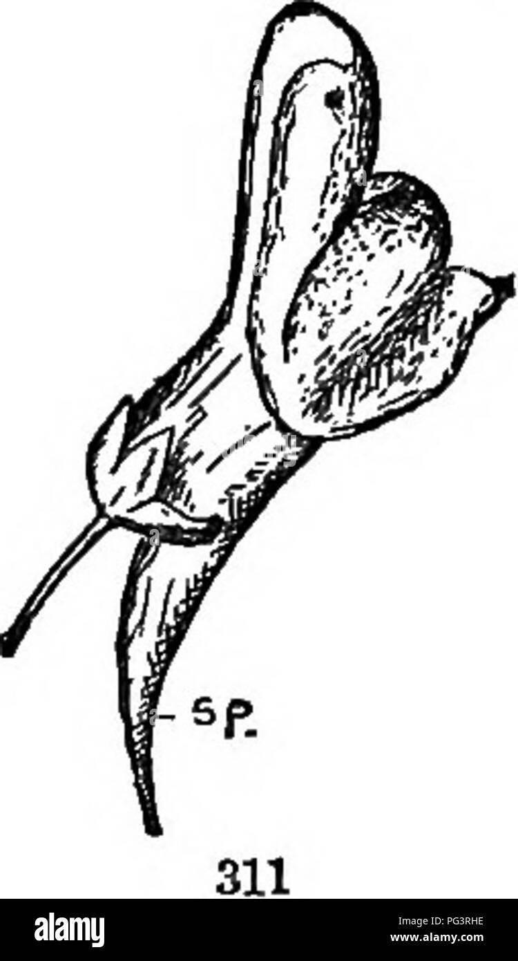 . The elements of botany embracing organography, histology, vegetable physiology, systematic botany and economic botany ... together with a complete glossary of botanical terms. Botany. . Please note that these images are extracted from scanned page images that may have been digitally enhanced for readability - coloration and appearance of these illustrations may not perfectly resemble the original work.. Kellerman, William Ashbrook, 1850-1908. Philadelphia, J. E. Potter and Company Stock Photo
