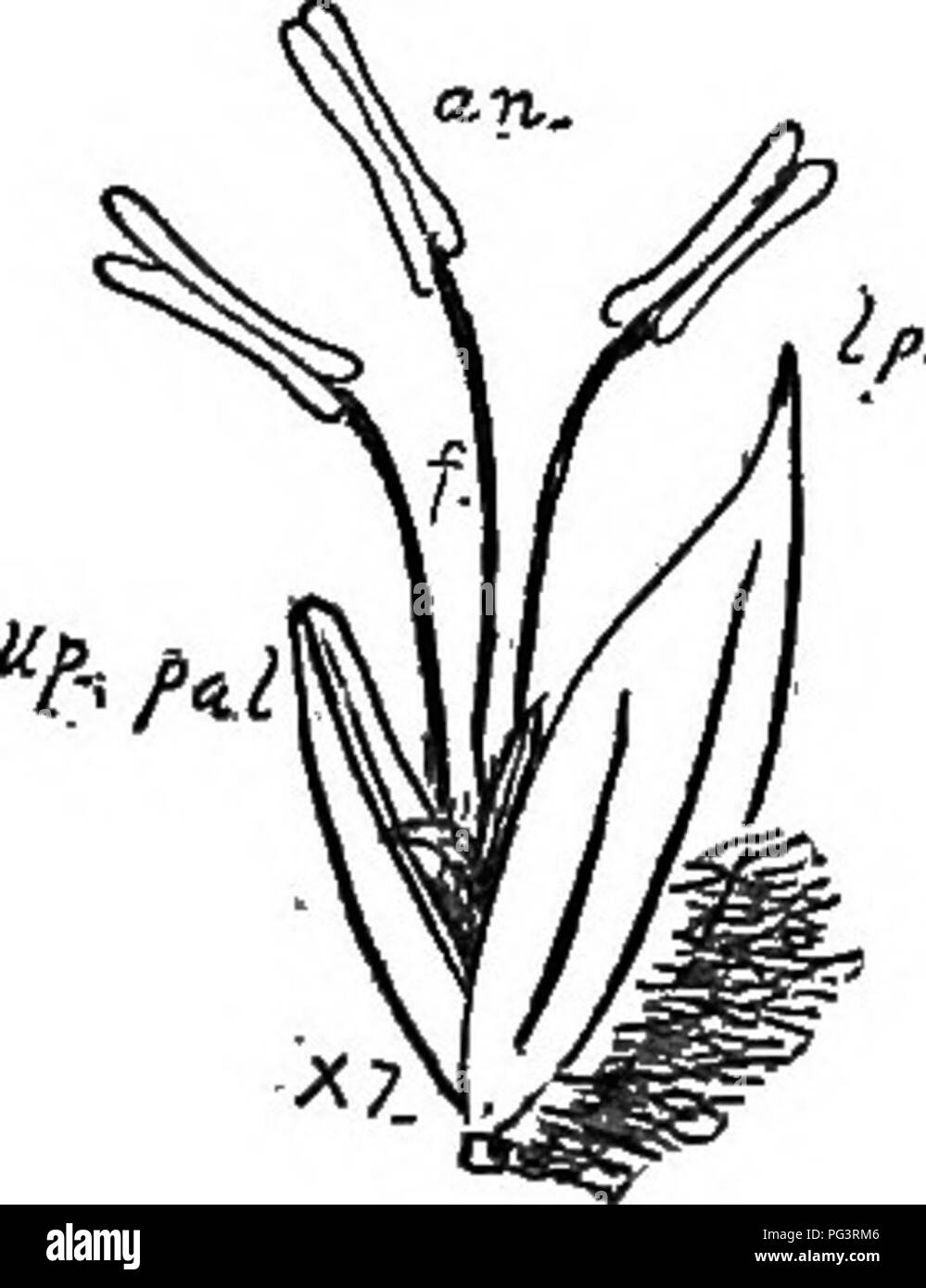 This textbook covers key aspects of botany, including organography ...