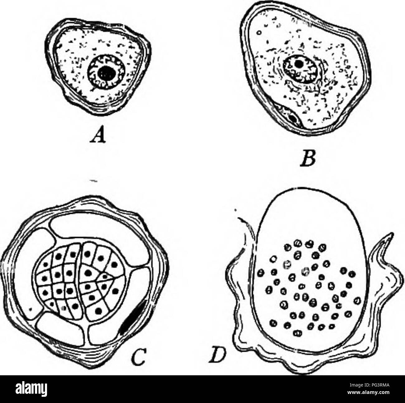 Plant Cells Microscope Black And White Stock Photos Images Alamy