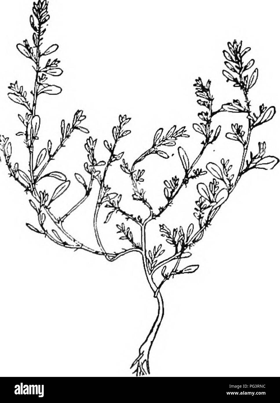 . Botany for agricultural students . Botany. Fig. 424. — Russian Thistle (Salsola Kali, var. ienuifolia). At the left, an entire plant, showing the tap-root and character of the stem (XtV); at the right, a portion of a plant, showing the leaves and flowers about natural size. Modified from Oswald and from Beal. flowers are small and usually greenish. The Spinach and Beets are well-known pot herbs of this family, and also from Beets most of our sugar is now obtained. Among the many that are classed as weeds, the Russian Thistle {Fig. 424) is the most noted one. Belonging to the same order is th Stock Photo