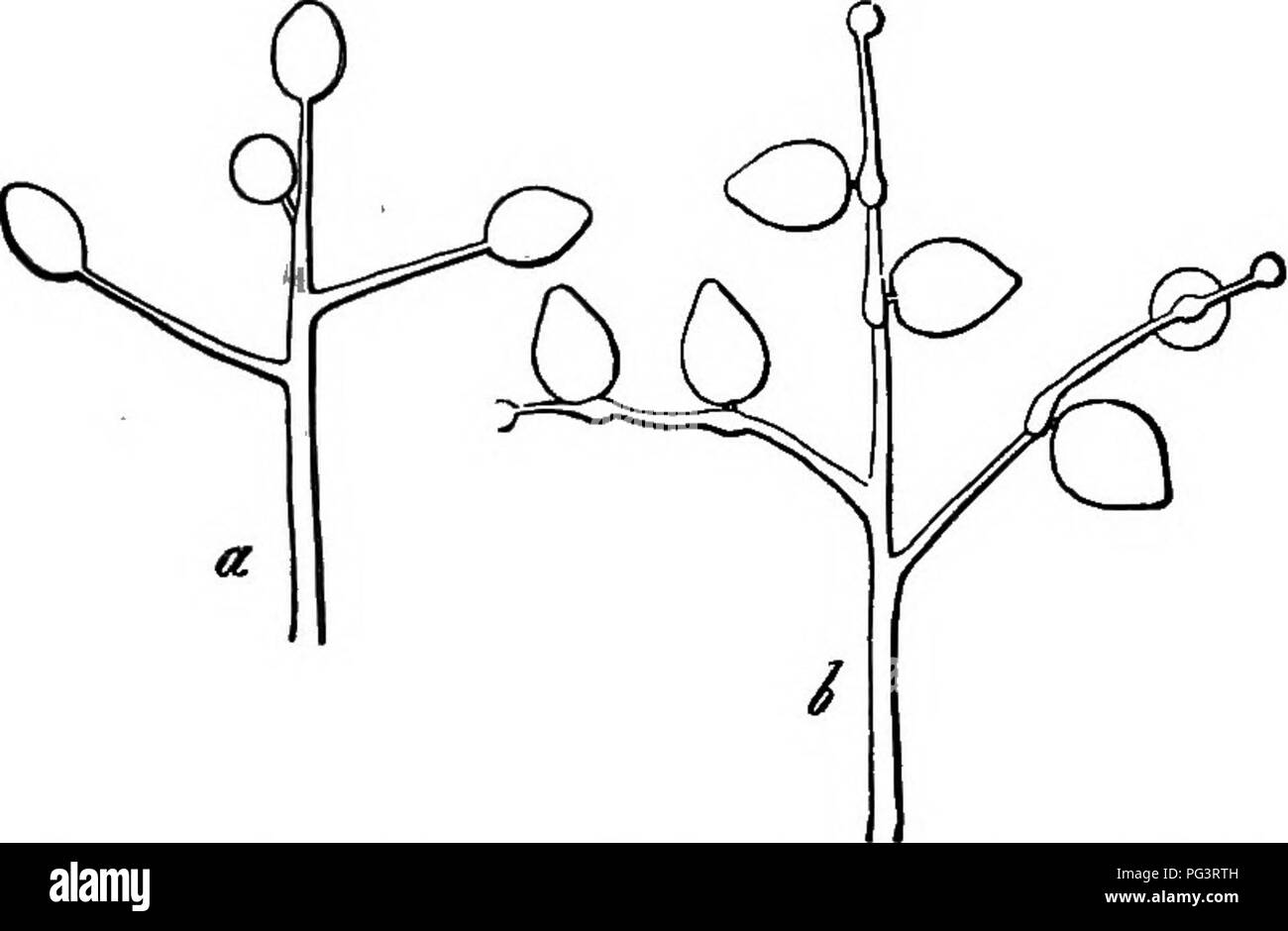 . The essentials of botany. Botany. 140 BOTANY. fungus which protrude through the epidermis of the host. In the Mildews (species of Peronospora) these branches. Fig. 66.âShowing tips of two conidia-beaiing branches of Potato-mildew (Peronospora infestans). Highly magnified. find their way through the breathing-pores, and bear their spores singly upon lateral branchlets (Fig. 66); in the White Rusts (species of Cystopus) the conidia-bearing branches collect under the epidermis and rupture it. Here the coni- dia are borne in chains or bead-like rows (Fig. 67). 292. In some species the conidia ge Stock Photo
