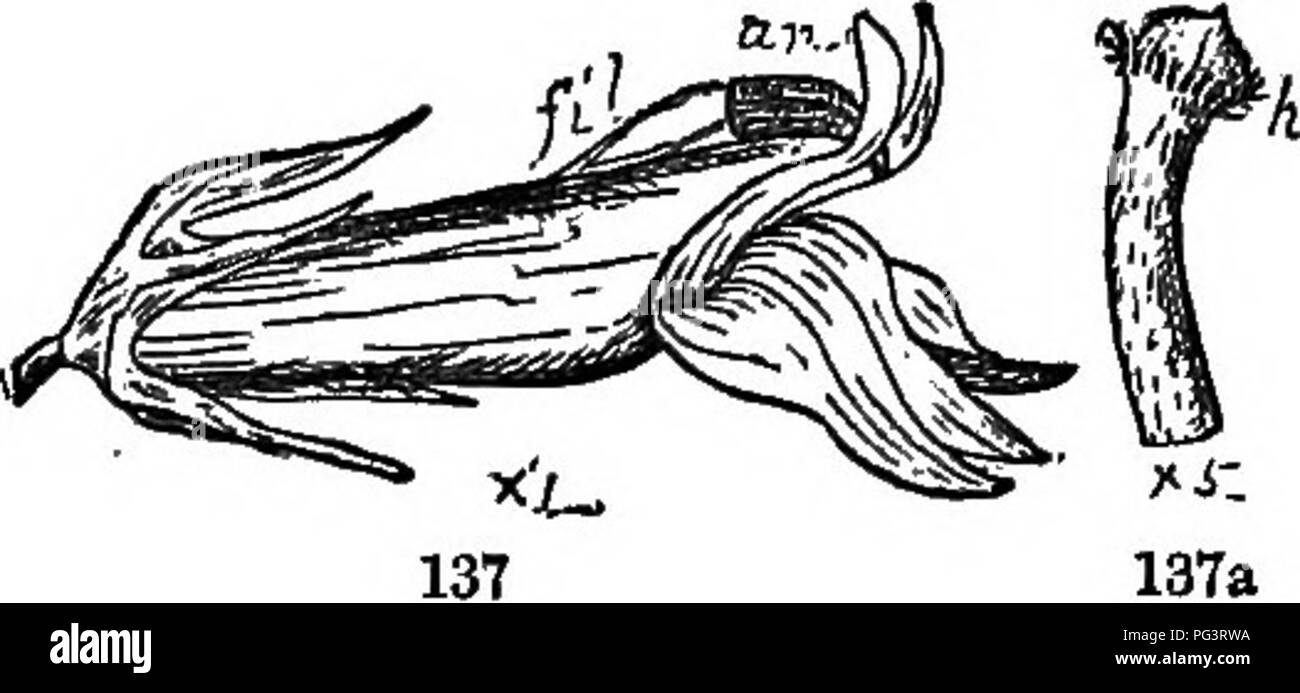A comprehensive botany textbook covering various fields, including ...