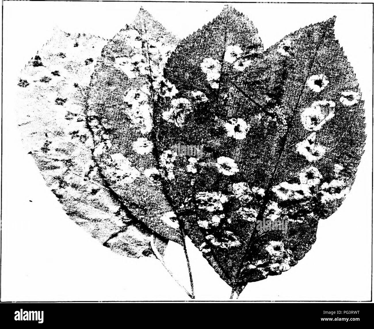 . Manual of fruit diseases . Fruit. APPLE DISEASES 65 Symptoms. The presence of apple-rust in any localit}- may be detected by examining the apple or the cedar. On the apple leaves young spots may be fovuKl from April to June. At first these are seen on the upper surface as minute pale-yellow areas. Fig. 17. â Apple-rust; on lower surface (on leaf at extreme left), and on upper surface (three leaves on right). (Fig. 17, right). These enlarge, become darker, and finally are orange-colored. On the upper surface of the spots the fruiting bodies of the pathogene develop, first as minute, yellow, f Stock Photo