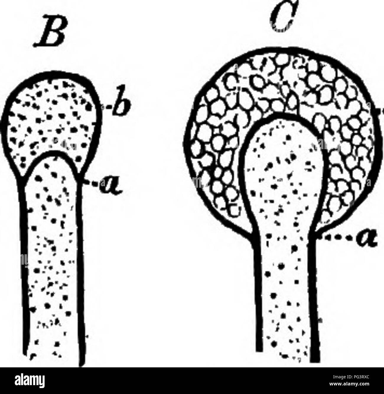 . The essentials of botany. Botany. 126 BOTANY. pastry, etc. (Mucor mucedo), is as follows: The vertical hyphse, which are filled with protoplasm, become enlarged at the top, and in each a transverse partition forms {A, a, Fig. 58), the portion above the partition {b) becomes larger, and, at the same time, the transverse partition arches up {B, a), finally appearing like an extension of the hypha, then called the columella {G, a). The protoplasm in the enlarged terminal cell (S) divides into a large number of minute masses, each of which surrounds itself with a cell- A â a. Fig. 58.âDiagrams s Stock Photo