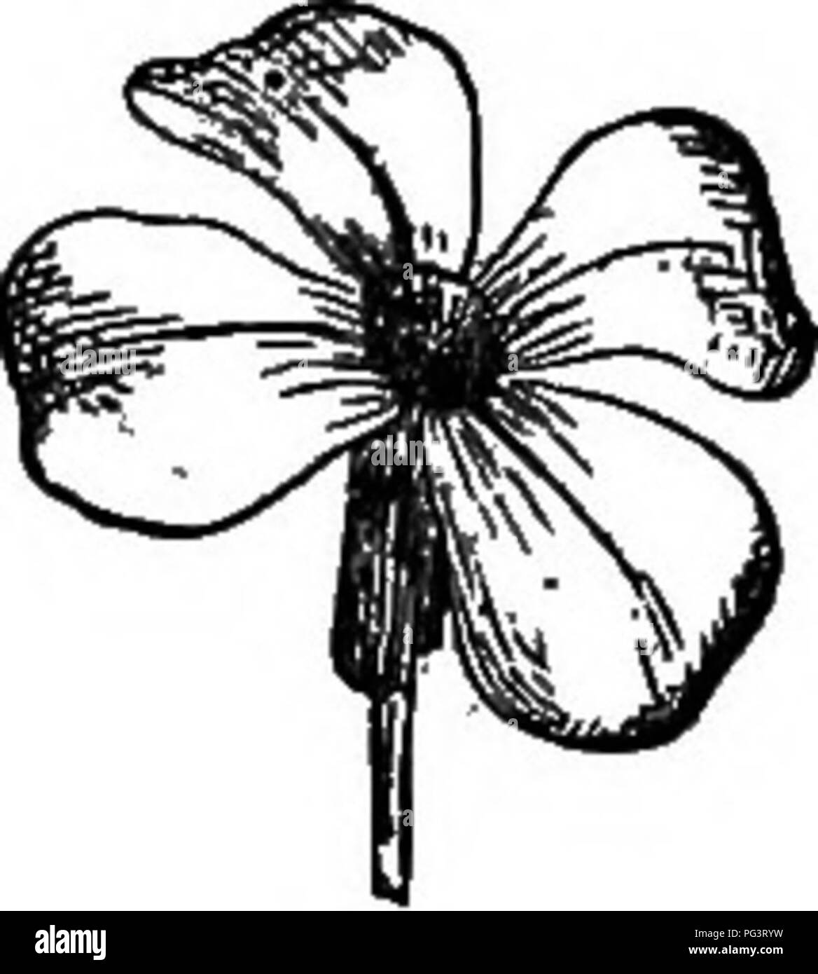 . The elements of botany embracing organography, histology, vegetable physiology, systematic botany and economic botany ... together with a complete glossary of botanical terms. Botany. . Please note that these images are extracted from scanned page images that may have been digitally enhanced for readability - coloration and appearance of these illustrations may not perfectly resemble the original work.. Kellerman, William Ashbrook, 1850-1908. Philadelphia, J. E. Potter and Company Stock Photo
