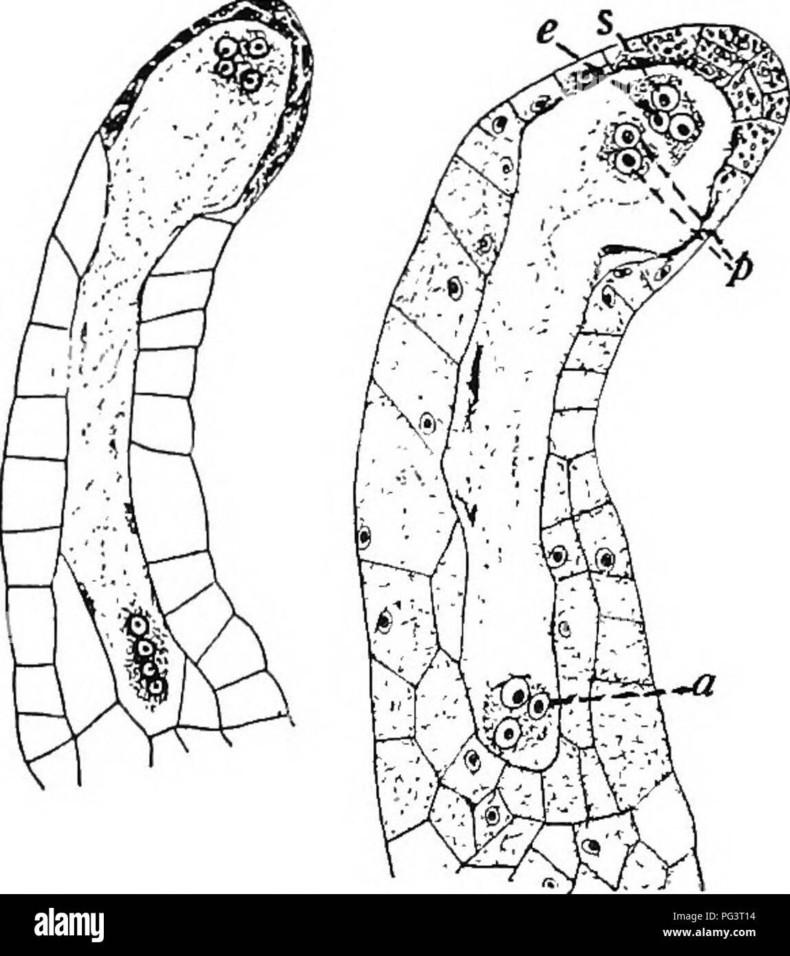 Botany For Agricultural Students Botany 464 Spermatophytes Seed Plants Region Enclosed Within The Cell Membrane Of The Germinating Megaspore In This Position Nuclear Division Follows Until There Are Four Nuclei