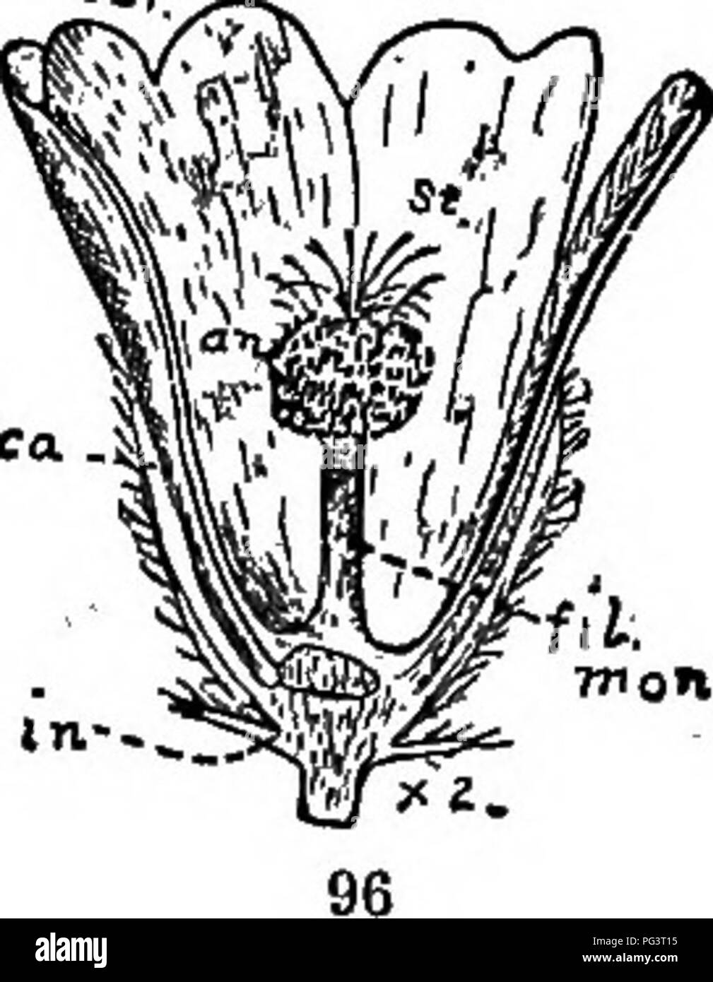 . The elements of botany embracing organography, histology, vegetable physiology, systematic botany and economic botany ... together with a complete glossary of botanical terms. Botany. THE FLOWER. 43 generally composed of spikes or racemes, which are centri- petal in their flowering. 51. The flower is that organ of the plant which is designed for the production of seed, and thereby the continued existence of its kind. In a complete flower, such as the Buttercup, Rose, Phlox, etc., there is externally the calyx (Fig. 96, ea), or cup-like portion, which consists of several parts, either distinc Stock Photo