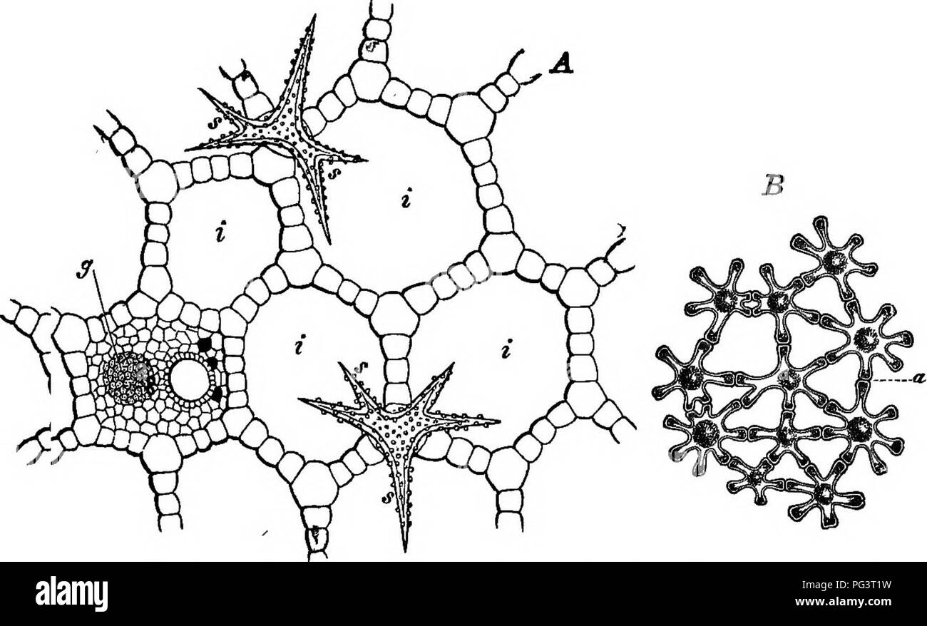 . The essentials of botany. Botany. GROUPS OF TISSUES, OB TISSUE ...