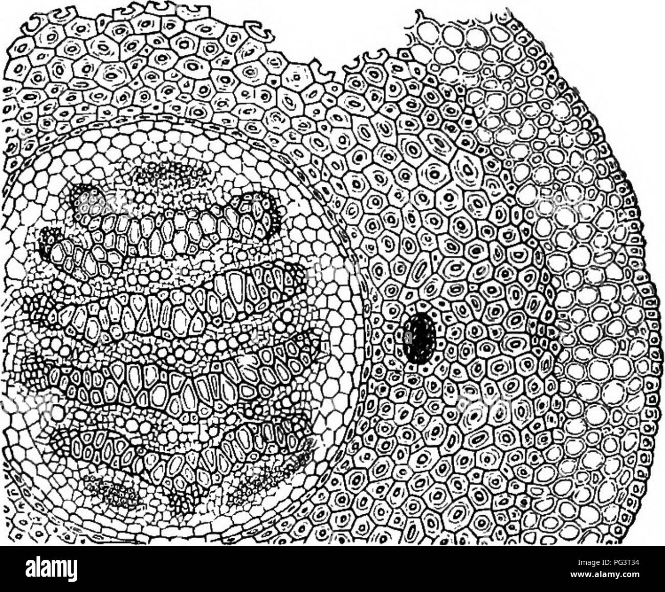 Sieve vascular tissue hires stock photography and images Alamy
