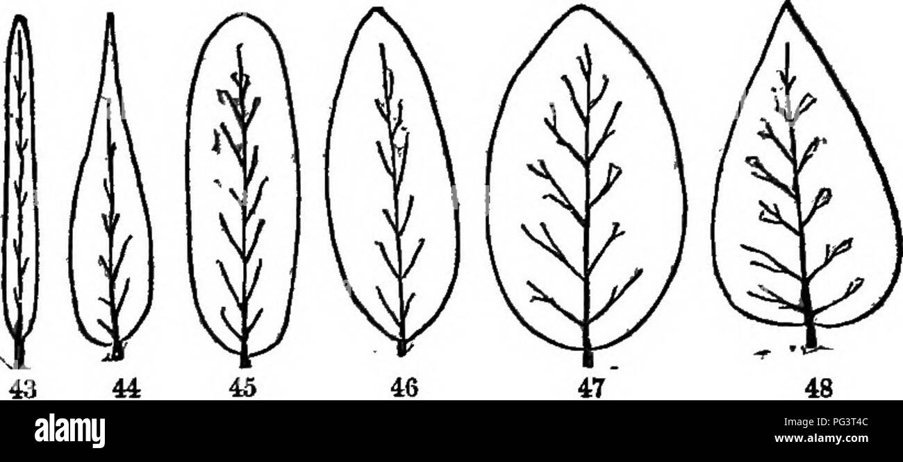 . The elements of botany embracing organography, histology, vegetable physiology, systematic botany and economic botany ... together with a complete glossary of botanical terms. Botany. Fig. 40. Parallel-veined leaf. Fig.tt. Pinnately-veined leaf. Fig. 42, Palmately- veined leaf. Figs. 43-48. Shapes of leaves: 43. linear; 44. Lanceolate; 45. Ob- long; 46. Elliptical; 47. Oval; 48, Ovate.. Please note that these images are extracted from scanned page images that may have been digitally enhanced for readability - coloration and appearance of these illustrations may not perfectly resemble the ori Stock Photo