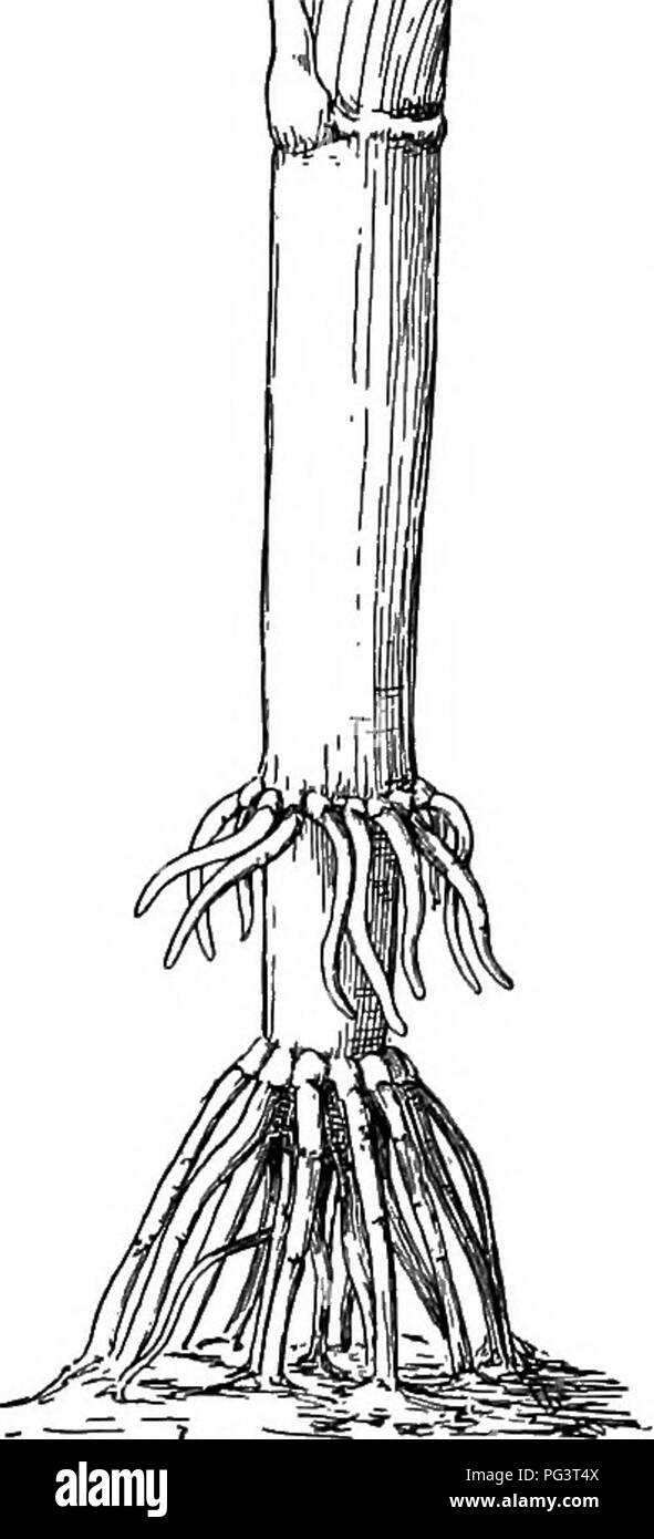 Plant life and plant uses; an elementary textbook, a foundation for the  study of agriculture, domestic science or college botany. Botany. 48 THE  PLANT: A GENERAL EXTERNAL VIEW sometimes do work