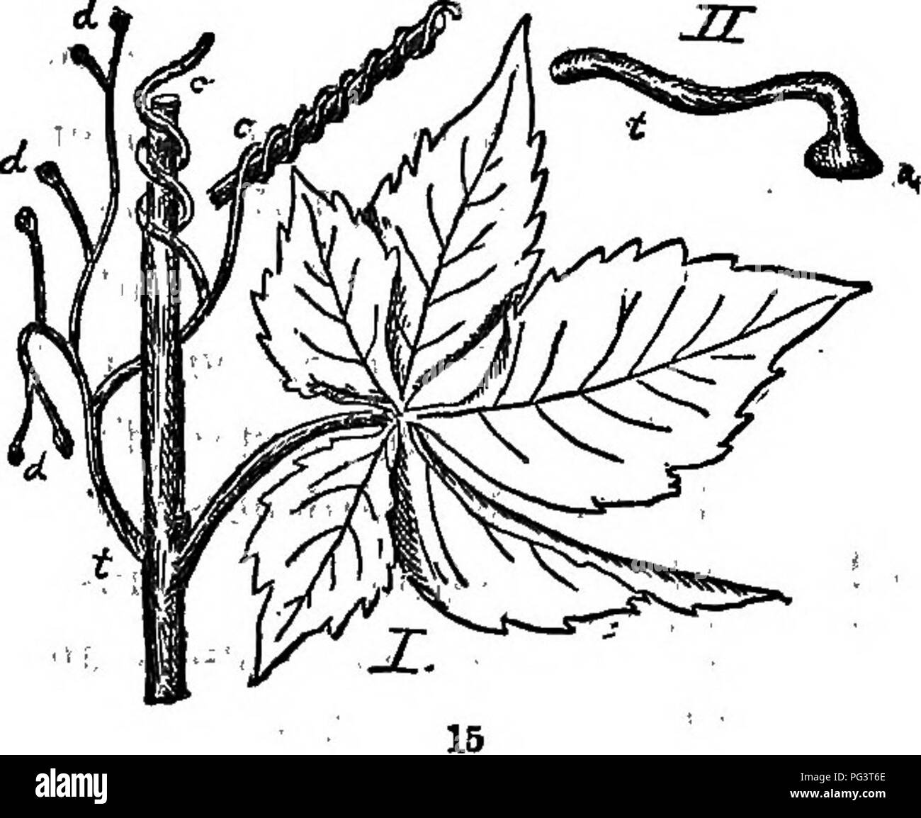 . The elements of botany embracing organography, histology, vegetable physiology, systematic botany and economic botany ... together with a complete glossary of botanical terms. Botany. TffE STEM. 23. hook. Then the whole tendril shortens by coiling up spirally, thus bringing the plant nearer the support. The Virginia Creeper ^^ develops the ten- dril-tips into adher- ing disks when it climbs walls or smooth trees (Fig. 15). Other ten- drils, as of the Pea, etc., are modified leaves instead of branches. Spines, or thorns, are sometimes stunted and hardened branched, as in neglected Pear-trees, Stock Photo