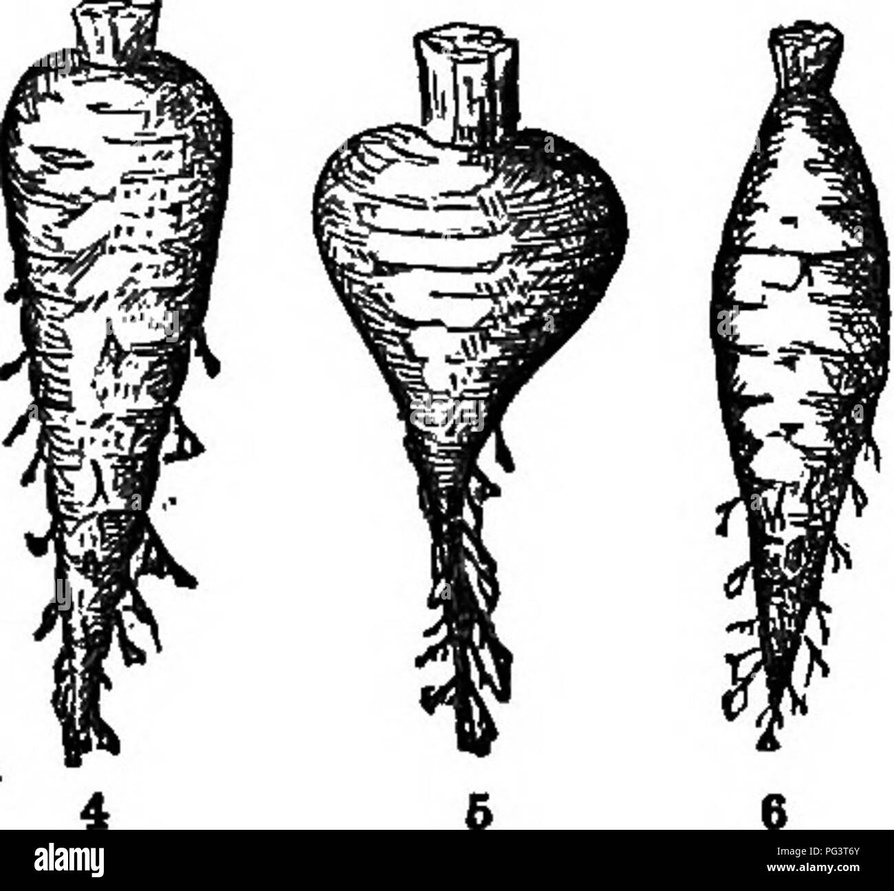 . The elements of botany embracing organography, histology, vegetable physiology, systematic botany and economic botany ... together with a complete glossary of botanical terms. Botany. 18 ORQANOGBAPHT.. it is napiform (Lat. napis, turnip; Fig. 5) ; when spindle- shaped, or thick in the middle, and tapering to both ends, it is said to be fusiform (Lat. fuds, spindle; Fig. 6). lo. There may grow from the plantlet, when a seed sprouts, several roots, instead of a single one, as in the Indian Corn, Wheat, Pea, etc. (Fig. 1, etc.) In such case they are called multiple primary roots. Sometimes they Stock Photo