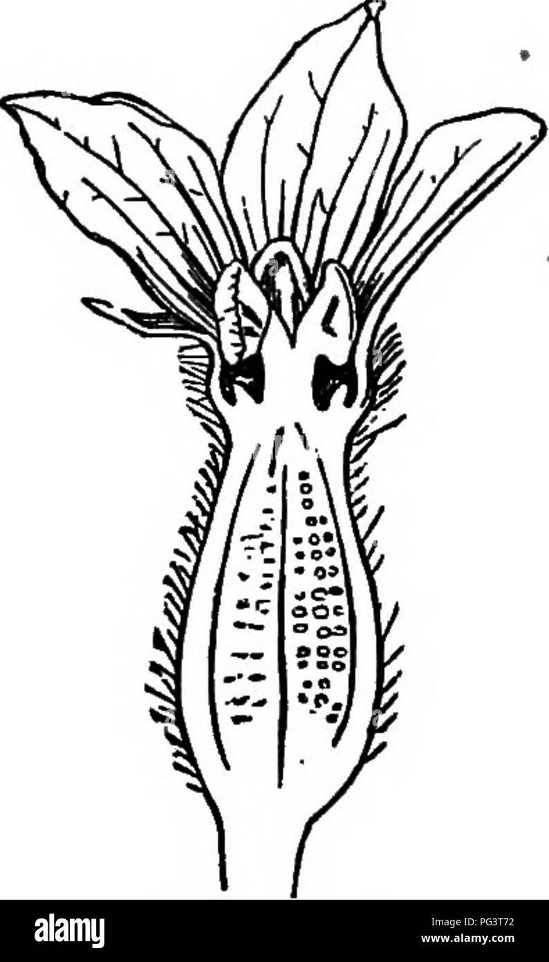 . The essentials of botany. Botany. Fig. XXXV. Fia. XXXrV.—Flower of
