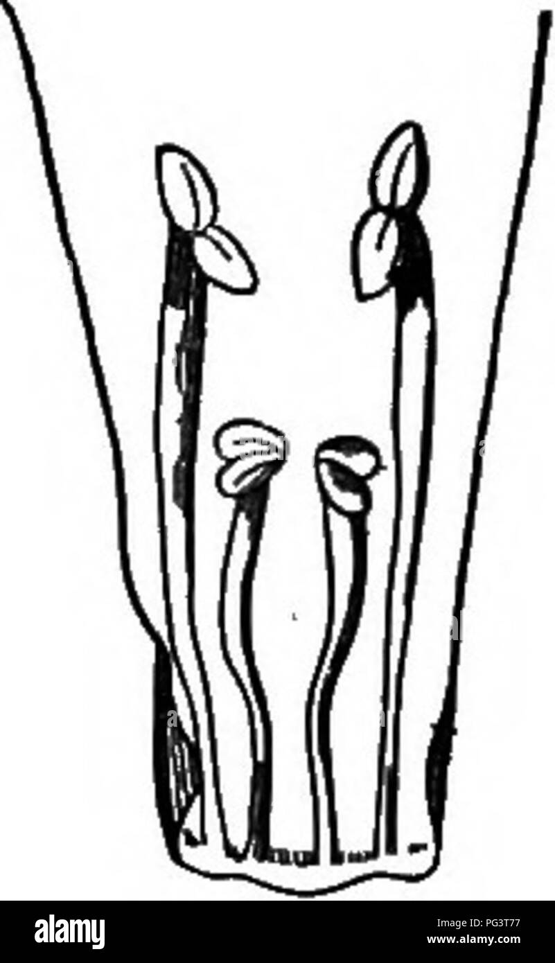 The essentials of botany. Botany. XXX BOTANY. longer than the other two,  the androecium is said to be didyna- mous (Fig. XXIV); Pentandrous, of five  stamens; Memndrous, of six stamens; when