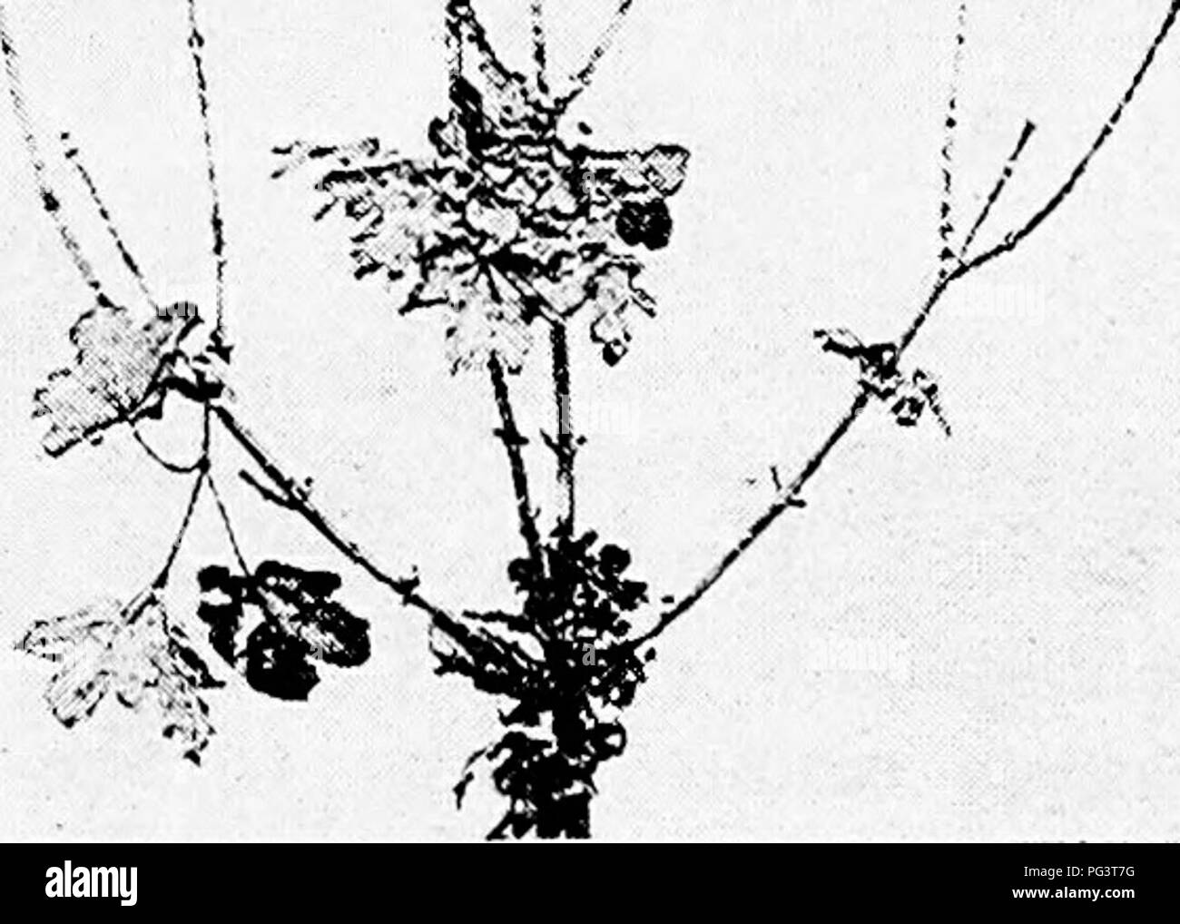 . Diseases of plants induced by cryptogamic parasites : introduction to the study of pathogenic Fungi, slime-Fungi, bacteria, &amp; Algae . Plant diseases; Parasitic plants; Fungi. ' '^. '. Fig. 305.—Septogloeum Hartigianum on Acer campestre. The dead twigs exhibit black points and lines—the pycnldia of the parasite, (v. Tubeuf phot.) and has not as yet been found out of that neighbourhood; it attacks the pure-culture seed-beds only. Septogloeum. Like Gloeosporium, except that it has pluricellular conidia. Septogloeum Hartigianum Sacc.^ Twigs of the common maple (Acer campestre) are subject Stock Photo