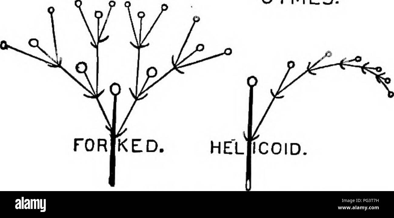 . The essentials of botany. Botany. GROSS ANATOMT OF FLOWERING PLANTS. XXV II. Flowers in clusters (Cymes). (Fig. XX.) 1. Lateral branches in all parts of the flower-cluster developed—e.g., Ce- lastium Forked Cyme. CYMEIS.. SCOT? PIOID. Fig. XX. —Diagrams of three forms of cymes. 3. Some of the lateral branches regularly suppressed, (a) The suppression all on one side— e.g., Hemerocallis . . Hblicoid Ctmb. (5) The suppression alternately on one side and the other—e.g., Drosera Scorpioid Cyme. (The last two are frequently called False Racemes.) C. MIXED INFLORESCENCES. 1. Oymo-Bolyryose, in whi Stock Photo