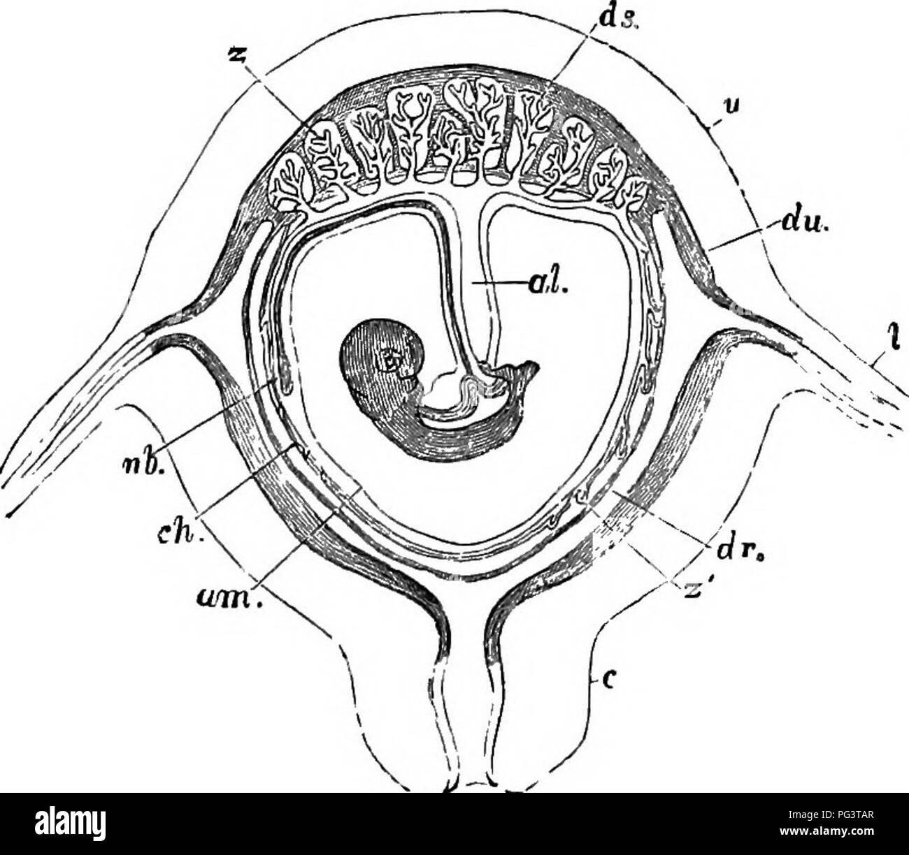 . The elements of embryology . Embryology. XI.J THE CHORION. Fio. 117. 357. M-^-- Diagrammatic Section op Pregnant Human Uterus with CONTAINED F(ETUS. (From Huxley after Longet.) al. allantoic stalk; ni. umbilical vesicle; am. amnion; ch. cho- rion ; ds. decidua serotina; du. decidua vera; dr. decidua reflexa; I. fallopian tube ; c. cervix uteri; u. uterus; z. foetal villi of true placenta; ^. villi of non-plaoental part of chorion. The placenta has a somewhat discoidal form, with a slightly convex uterine surface and a concave embryonic surface. At its edge it is continuous both with the deci Stock Photo