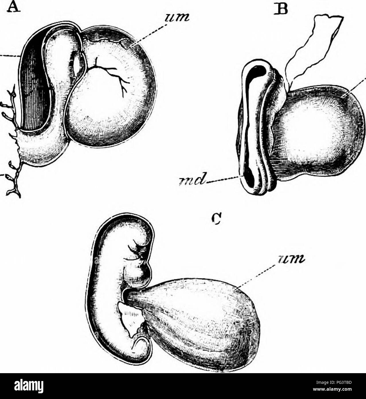 . The elements of embryology . Embryology. X.] THE HUMAN EMBRYO. Fia. 110. 337 air/i fi^--. zem Three Eaelt Human Embryos. (Copied from His.) A. Side view of an early embryo described by His. B. Embryo of about 12—14 days described by AUen Thom- son. C. Young embryo described by His. am. amnion; md. medullary groove; wn. umbilical vesicle; ch. chorion, to which the embryo is attached by a stalk. and yolk-sac filled up but a very small part of the whole cavity of the vesicle. The embryo, which was probably not quite normal (Fig. 110 A), was very imperfectly developed; a me- dullary plate was ha Stock Photo