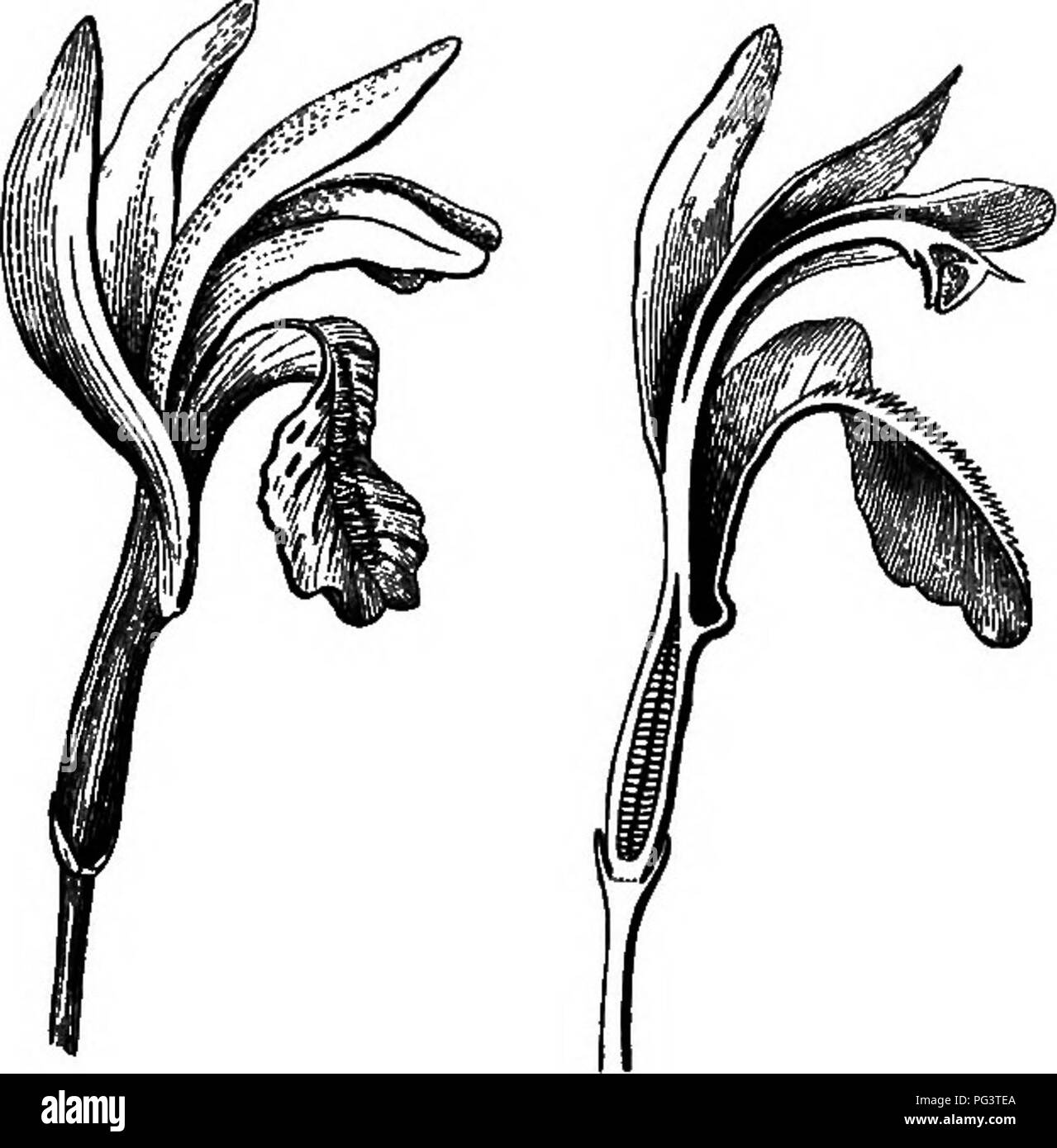 . Botany for young people : Part II. How plants behave ; how they move, climb, employ insects to work for them, &amp; c. Botany. 26 HOW PLANTS EMPLOY INSECTS TO WORK FOR THEM,. Fig. 13. Flower of Arethiua, entire, lengtliwise. Fig. 11. A sectioii hanging shelf, which is stigma, and bo sticky that any pollen it may chance to have brought would be left adhering there. As the head slips by, it must next hit the front edge or visor of the hel- met-shaped anther, raise it on its hinge, and so allow one or more of the four loose pellets of pollen to drop out, or be brushed out by the insect's head,  Stock Photo