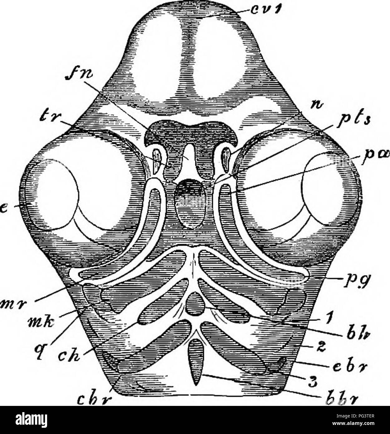 . The elements of embryology . Embryology. 244 THE FIFTH DAT. [CHAP. Meckel's cartilage (Fig. 79, mk); it soon becomes covered by investing (membrane) bones which form the mandible; and its proximal end ossifies as the aHiculare. Fio. 79.. View from below of the Paired Appendages of the Skull OF A Fowl on the Fifth Day of Incubation. (From Parker.) cv. 1. cerebral vesicles, e. eye. fn. fronto-nasal process, n. nasal pit. tr. trabeculse. pts. pitmtary space, mr. superior maxillary process, pg. pterygoid, pa. palatine, q. quad- rate, mk. Meckel's cartilage, ch. cerato-hyal. hh. basi- hyal. dir.  Stock Photo