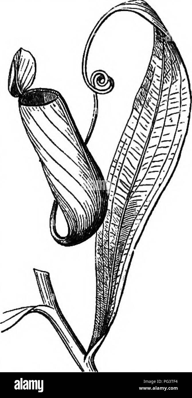 . Botany for young people : Part II. How plants behave ; how they move, climb, employ insects to work for them, &amp; c. Botany. HOW PLANTS CLIMB. 15. into a slender hook, for laying hold of anything within reach. In Nepenthes (a climbing sort of Pitcher-plant, shown on the right-hand side of the vignette title, and one leaf in Fig. 5, on a larger scale), the tip of the blade grows out into a tendril which acts just as does the leafstalk of Fig. 4 and of the other leaf-climbers; at the end of this a pitcher, with a lid to it, is generally formed. Of this more is to be said hereafter.' In that  Stock Photo