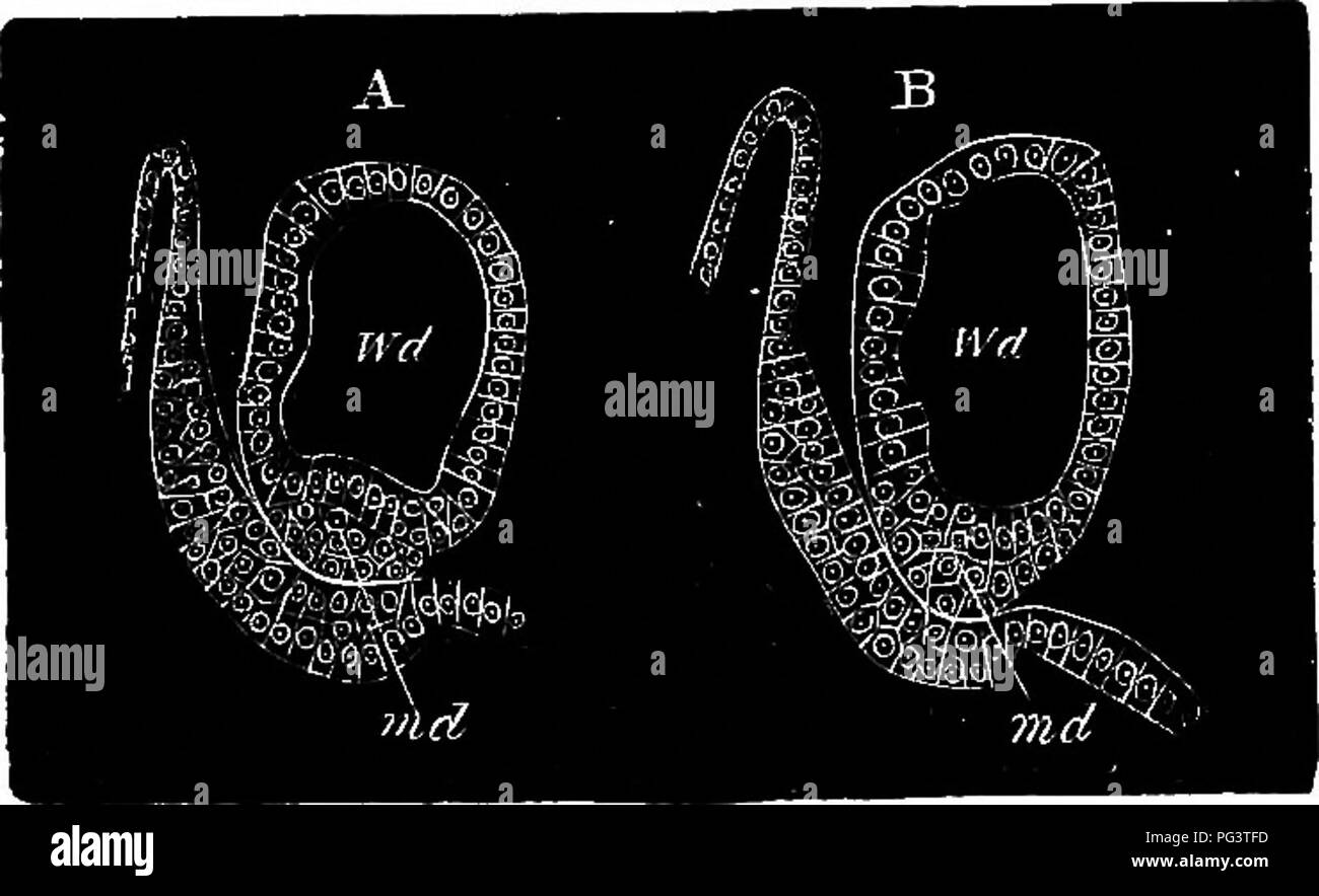 . The elements of embryology . Embryology. 218 THE FOUETH DAY. [CHAP. Fia. 72.. Two Sections shewing the Junction op the Tekminal Solid Pobtion of the Mullbrian Duct with the WoLPiTAN Duct. In A the terminal portion of the duct is quite distinct; in B it has united with the walls of the Wolffian duct. md. Miillerian duct. fVd. Wofflan duct. walls of the Wolffian duct, it may grow backwards from cells derived from that duct. The Miillerian duct iinally reaches the cloaca though it does not in the female for a long time open into it, and in the male never does so. The anterior part of the commen Stock Photo