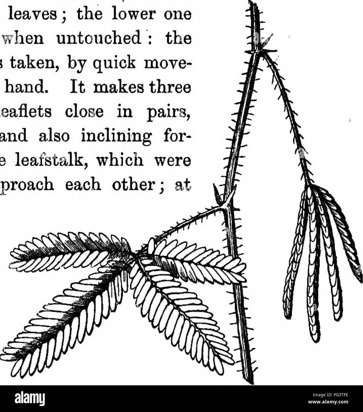 . Botany for young people : Part II. How plants behave ; how they move, climb, employ insects to work for them, &amp; c. Botany. HOW PLANTS BEHAVE, CHAPTER I. HOW PLANTS MOVE, CLIMB, AND TAKE POSITIONS. 1. Two plants — one of them common in cultivation, and the other rarer, but almost as easy to raise — are looked upon as vegetable wonders, namely, the Sensitive Plant and Desmodium gyrans. They are striking examples of 2. Plants that move their leaves freely and rapidly. In the well-known Sensitive Plant {Mimosa pudica) the foliage quickly changes its position when touched, appearing to shrink Stock Photo