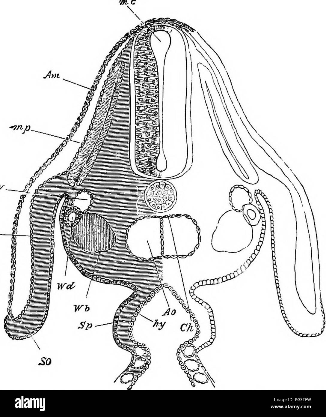 . The elements of embryology . Embryology. 188 THE THIRD DAY. [chap Pig. 65.. Section through the Dorsal Ebgion of an Embrto Chick AT THE END OF THE THIRD DaT. Am. amnion, m.p. musole-plate. C. V. cardinal vein. Ao. dorsal aorta. The section passes through the point where the dorsal aorta is just commencing to divide into two branches. Ch. notochord. W. d. Wolifian duct. W. b. commencing differentiation of the mesoblast cells to form the Wolffian body. ep. epiblast. SO. somatopleure. Sp. splanchno- pleure. hy. hypoblast. The section passes through the point where the digestive canal communicat Stock Photo