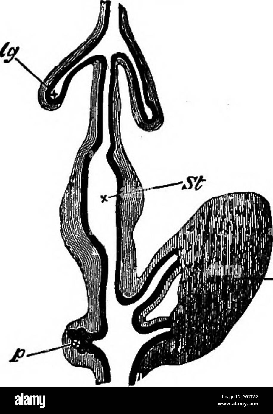 . The elements of embryology . Embryology. 174 THE THIRD DAT. Fig. 60. [chap.. DliGKAM OF A POKTION OF THE DlSBSTIVB TeACT OF A Chick upon the Fourth Day. (Copied from Gotte.) The black inner line represents the hypoblast, the outer shading the mesoblast. Ig. lung-diverticulum with expanded termi- nation, forming the primary lung-vesicle. St. stomach. I. two hepatic diverticula with their terminations united by cords of hypoblast cells, p. diverticulum of the pancreas with the vesicular diverticula coming from it. the duodenum by the fact that from it, as we shall presently point out, the rudi Stock Photo