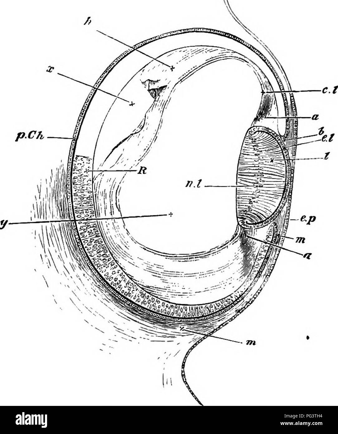 . The elements of embryology . Embryology. VI.J THE OPTIC VESICLE. Fig. 51. 143. Section of the Eyu or Chick at the Foubth Day. ep. superficial epiblast of the side of the head. R. true retina : anterior wall of the optic cup. p. Ch. pigment- epithelium of the choroid : posterior wall of the optic cup. b is placed at the extreme Up of the optic cup at what will become the margin of the iris. I. the lens. The hind wall, the nuclei of whose elongated cells are shewn at nl, now forms nearly the whole mass of the lens, the front wall being reduced to a layer of flattened cells el. m. the mesoblast Stock Photo