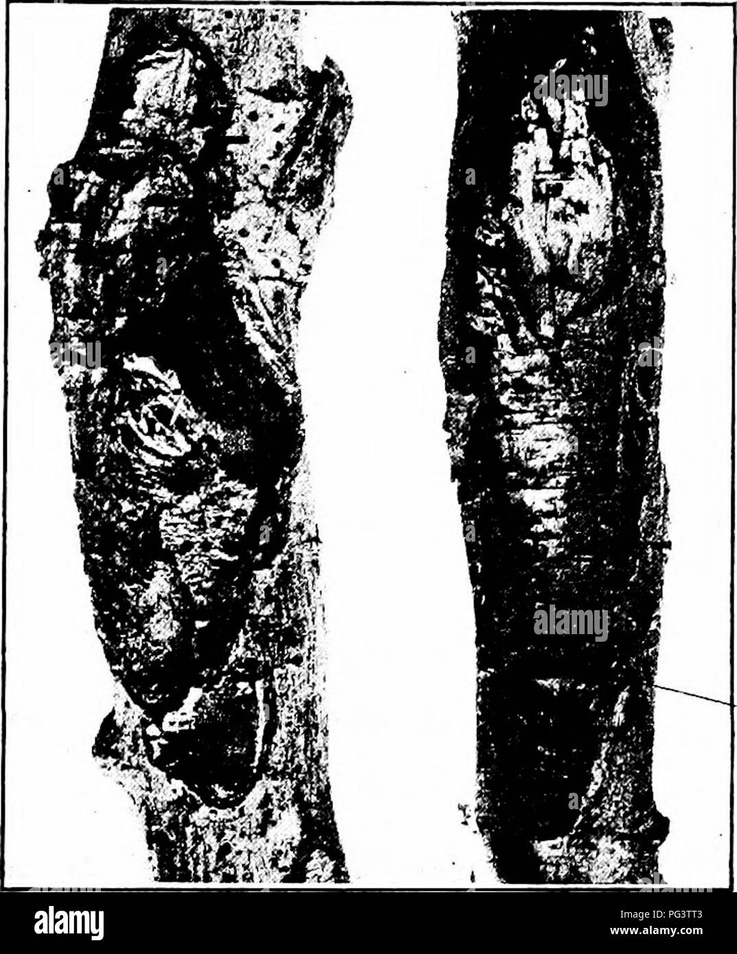 . Manual of fruit diseases . Fruit. APPLE DISEASES 17 epidermis exposing pink masses at their tips (Fig. 5). As the spot increases in diameter the pustules follow rather closely the advancing circumference of the lesion. At the same time the spot is developing outwardly, it is also progressing inwardly, and a section made perpendicular to the surface, through the center of the spot, shows the rotted area to be funnel-shaped. Finally, the whole fruit is involved and a mummy is the re- sult (Fig. 5). Some of the affected fruits fall while others cling to the tree for at least a year. Spots which Stock Photo