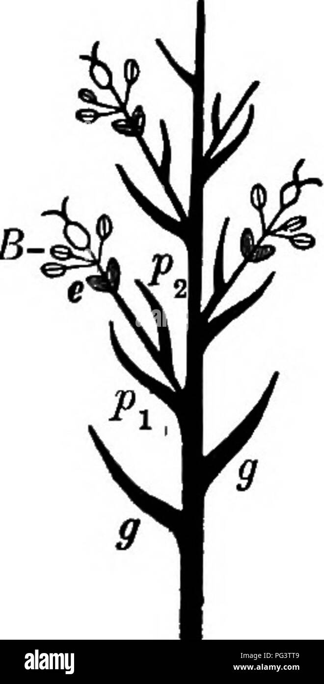 . Foundations of botany. Botany; Botany. 22 FOUNDATIONS OF BOTANY 1. S. variabilis, var. latifolia, Willd. Broad-leaved Arrow- head. Leaves very variable in size and shape, from broadly sagittate to linear; those growing on the drier soil being usually the broader; petioles 6-30 in. long. Scape smooth or slightly downy, 6-36 in. high; bracts acute. Flowers monoecious or sometimes dioecious, white, 1 in. or more in width; pedicels of the staminate flowers twice the length of those of the fertile flowers. Filaments long, smooth, and slender. Akenes with beak nearly horizontal. Ditches and muddy  Stock Photo