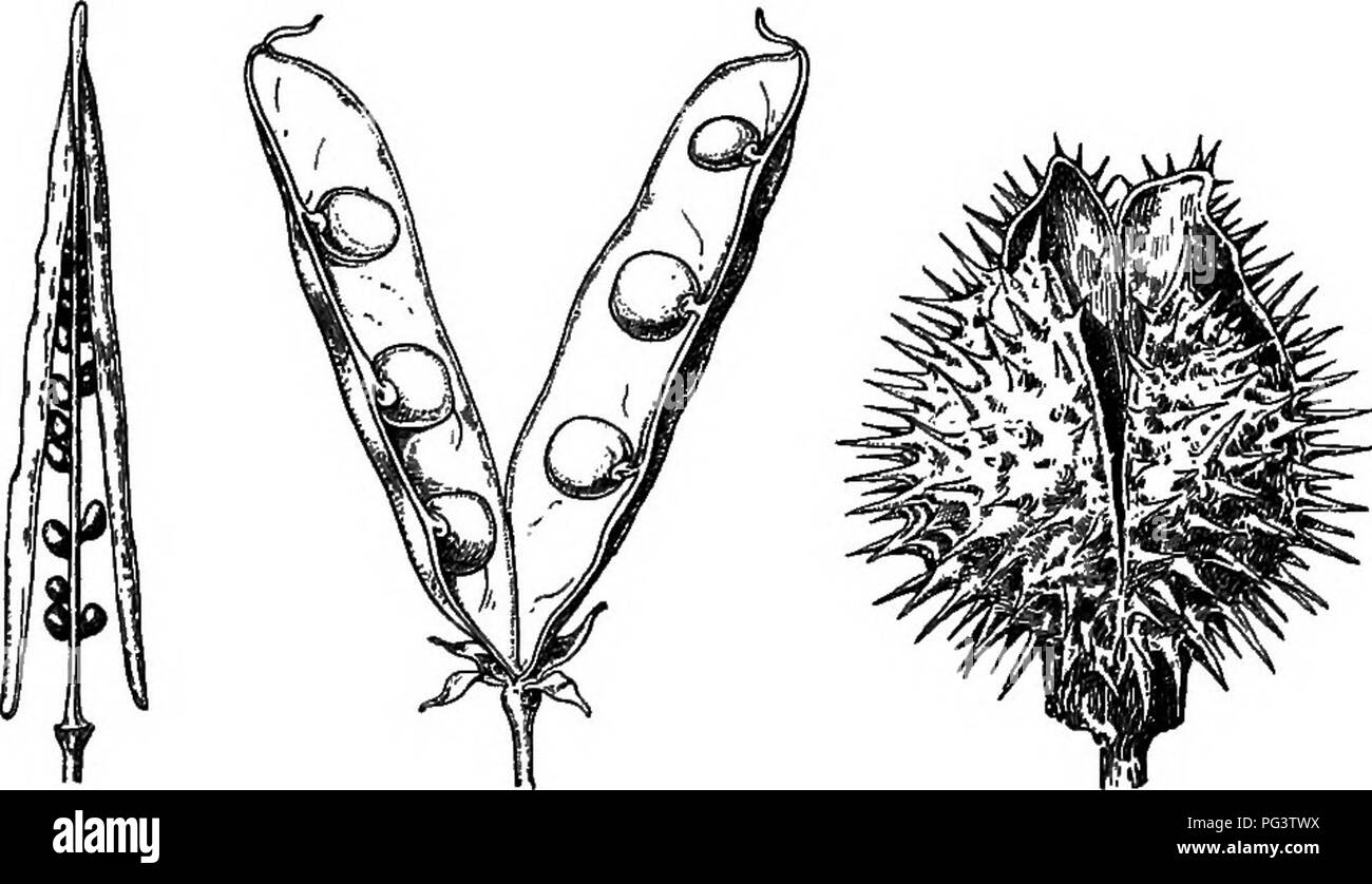 This book offers a foundational understanding of botany, exploring ...