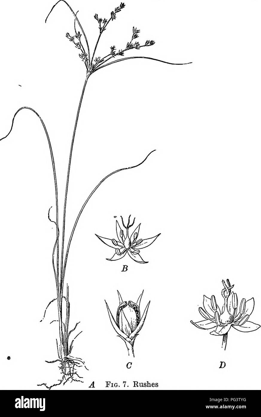 . Essentials of botany. Botany; Botany. RUSH FAMILY 29. Fig. 7. Rushes A, plant of Juncus tenuis, one half natural size; B, flower of same, magnified; C, fruit magnified; i&gt;, iiower of wood rush (Luzula), magnified. (B, after Warming). Please note that these images are extracted from scanned page images that may have been digitally enhanced for readability - coloration and appearance of these illustrations may not perfectly resemble the original work.. Bergen, Joseph Y. (Joseph Young), 1851-1917. Boston, Ginn Stock Photo
