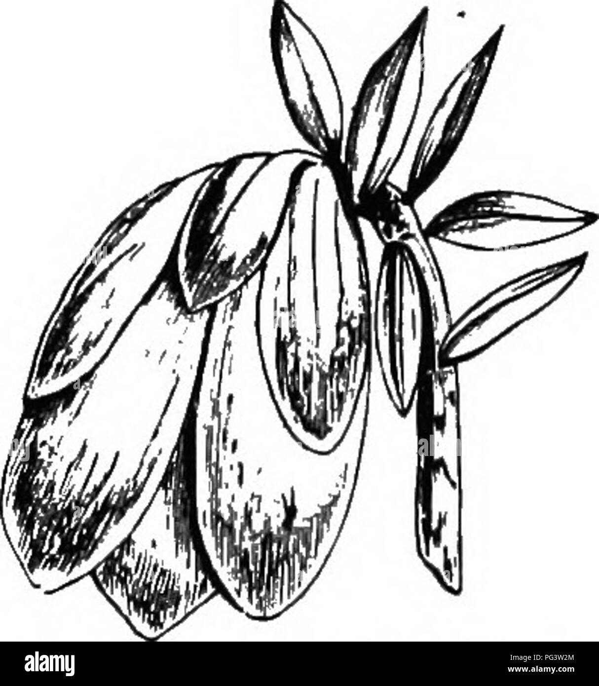 . The origin of floral structures : through insect and other agencies. Plants; Flowers; Flowers. Fig. 62 —Infloreecence of Cdrntts fiorida, with fuur white petaloid bracts. Fig. 63.—ItifloresceDce oF Darviinia, with coloured petaloid bracts. or less staminoid character. This is rare, but it has been noticed in Abies excelsa* A substitution of anthers for bracts has been seen in Melianthtis major, f concerning which Sig. Licopoli remarks that the flowers of chiefly the terminal racemes were imperfect, the summit of the floriferous axis bearing a tuft of perfect and imperfect anthers the petals  Stock Photo