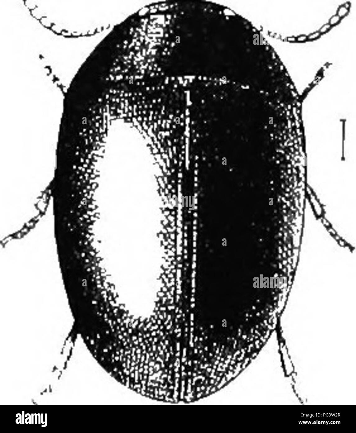 . An illustrated descriptive catalogue of the coleoptera or beetles (exclusive of the Rhynchophora) known to occur in Indiana : with bibliography and descriptions of new species . Beetles. •&quot;'OO FAMILY XIV.—PHALACRIDiE. 959 (9SS1). AcYLOMUs ekgoti Casey, Ann. N. Y. Acad. Sci., V. 1S90, 119. Strongly convex, almost evenly elliptical, not at all narrowed behind the middle. Above black or dark chestnut-brown, strongly shining; beneath pale brownish-j^ellow. Elytra with one discal stria, this obsolete on basal third, and with rows of punctures which, near the suture, are very minute and feebl Stock Photo