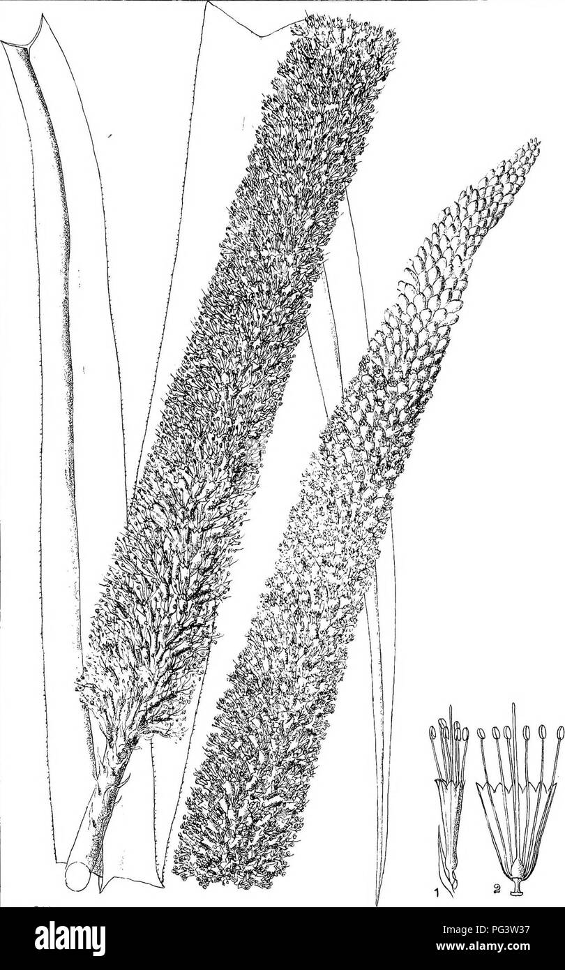 . Natal plants : Descriptions and figures of Natal indigenous plants, with notes on their distribution, economic value, native names, &c., / by J. Medley Wood and Maurice S. Evans. Published under the auspices of Natal Government and Durban Botanic Society. Botany. Plate 206. W.J.H Knip-hofia mulliflora, Wood &. Evans.. Please note that these images are extracted from scanned page images that may have been digitally enhanced for readability - coloration and appearance of these illustrations may not perfectly resemble the original work.. Wood, John Medley, 1827-1914; Evans, Maurice S. ( Stock Photo
