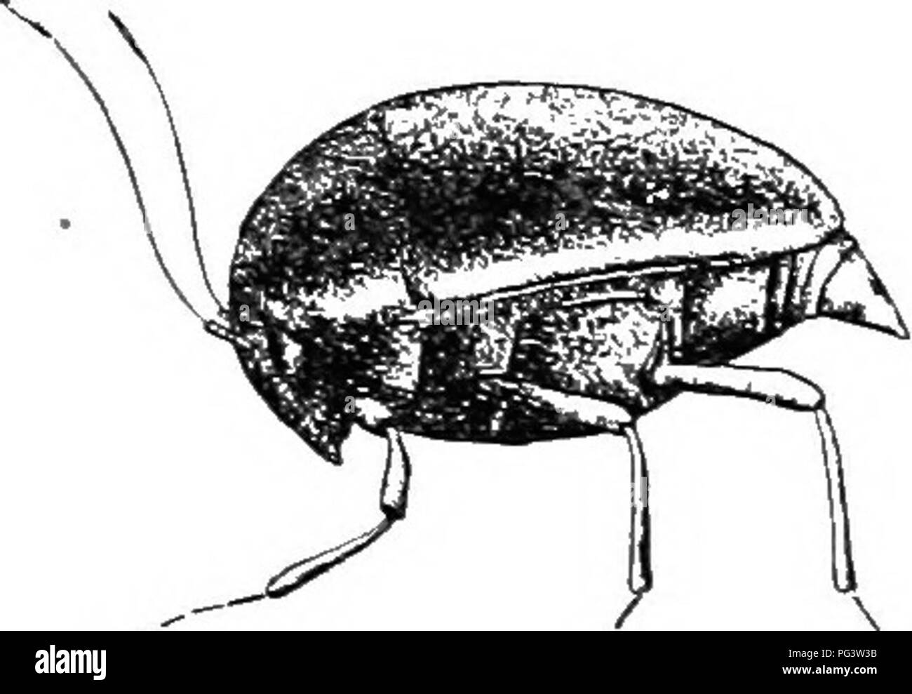 . An illustrated descriptive catalogue of the coleoptera or beetles (exclusive of the Rhynchophora) known to occur in Indiana : with bibliography and descriptions of new species . Beetles. THE SPIIiVIXO Pr'XOfS BEETLES. 495 III. ToxiDiuii Lee. I860, (ftr.. &quot;a bow +small.&quot;) Small black or brownish beetles having the body compressed and narrowed behind the middle ; scutellum absent; hind coxae narrowly separated. One of the two species oeciu's in the State. 949 (29SS). ToxiDiUM comphessum Ziuiui., Trnus. Amer. Ent Soe., II, lsi;9, 251. Diirk reilclisli-brown, highly polished; an- tennf Stock Photo