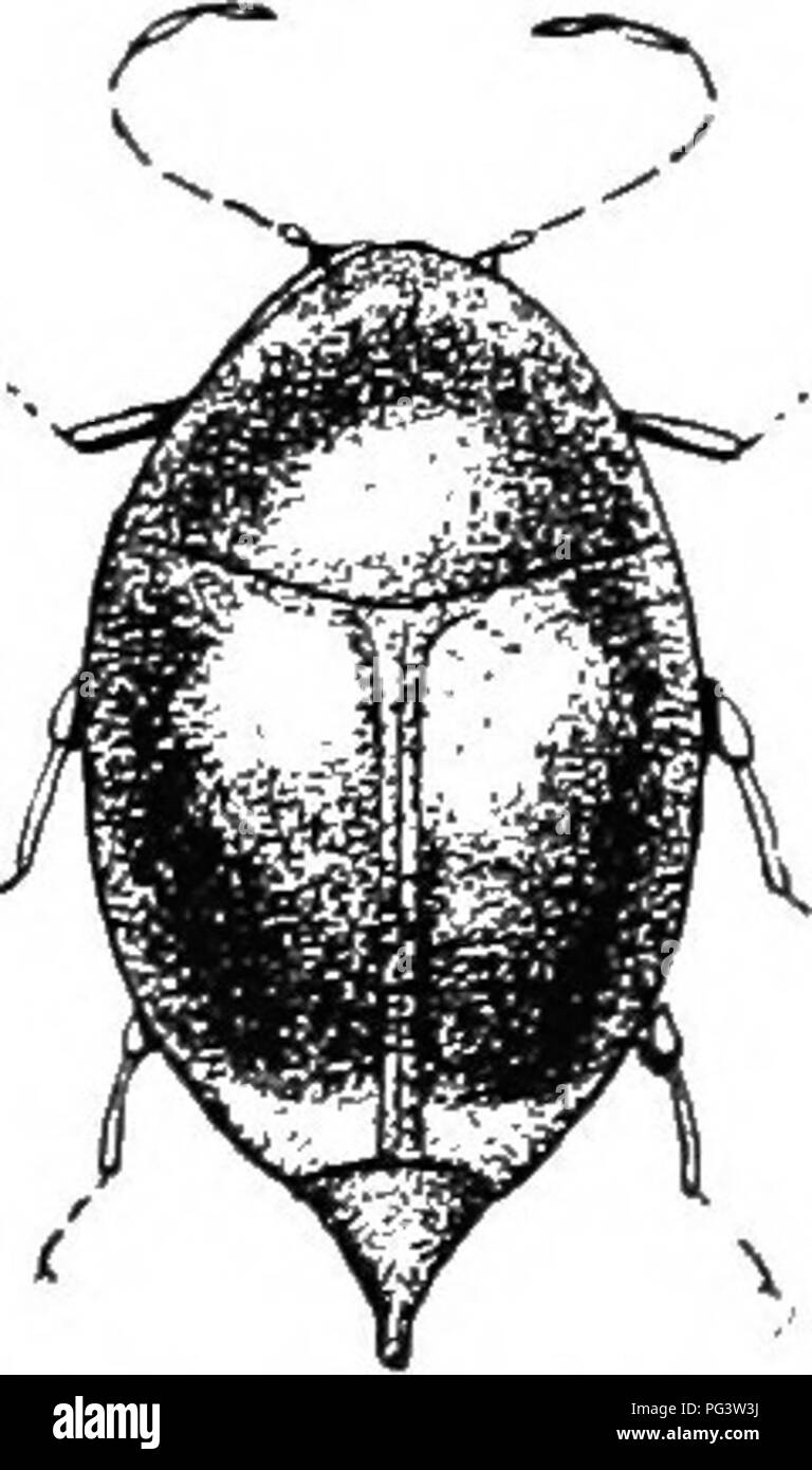 . An illustrated descriptive catalogue of the coleoptera or beetles (exclusive of the Rhynchophora) known to occur in Indiana : with bibliography and descriptions of new species . Beetles. THE SHINING FUNGUS BEETLES. 493 enlarged, foi-ming a loose, sloiulcr ; sputelluni usually wanting but when present Ijroaclly ti-iangular. Thirteen nominal species from the United States are recognized by Casey. Of these six are Imown from Indiana. KEY TO l.XDIA.N.V SPKCIK.S OF IS.HOI'ERA. I/. Sc-utelluiu not visible. b. I^iu-ger species,, not les-s tluiii 2 mm. in length. c. Sides of thora.x feebly and evenl Stock Photo