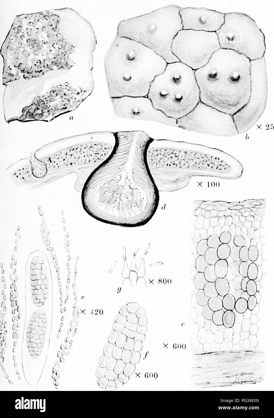 . A monograph of lichens found in Britain; being a descriptive catalogue of the species in the herbarium of the British Museum. Lichens. Plate 40. ^ c 1 -^^z f ENDOCARPON PUSILLUM Hedw. a. Whole plant, b. Portion of thallus and perithecia. c. Vertical section of thallus. d. Vertical section of perithecium and spermogonium. c Ascns and hymenial gonidia. /. Spore. &lt;/. Sterigmata and sperniatia.. Please note that these images are extracted from scanned page images that may have been digitally enhanced for readability - coloration and appearance of these illustrations may not perfectly resemble Stock Photo
