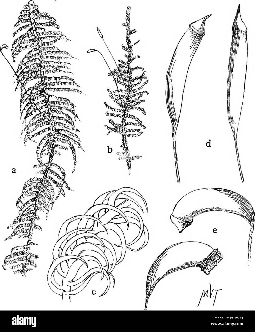 . Mosses with a hand-lens; a non-technical handbook of the more common and more easily recognized mosses of the north-eastern United States. Mosses. ii6 MOSSES WITH A HAND-LENS. Figure 53. a, Hypnum crista-castrensis X i. b, H. hnponens X i- c. Portion of branch o£ H, crista-castrensis X 10. e, Capsules X 10. d, Capsules of H. imponens X 10. easily recognized mosses of this group are the Plume Moss and the Pinnate Hypnum. H. CRISTA-CASTRENSIS L., the Plume Moss, is common on decayed wood and stumps in cool moist woods in New England and New York, and probably throughout our range. A few starve Stock Photo